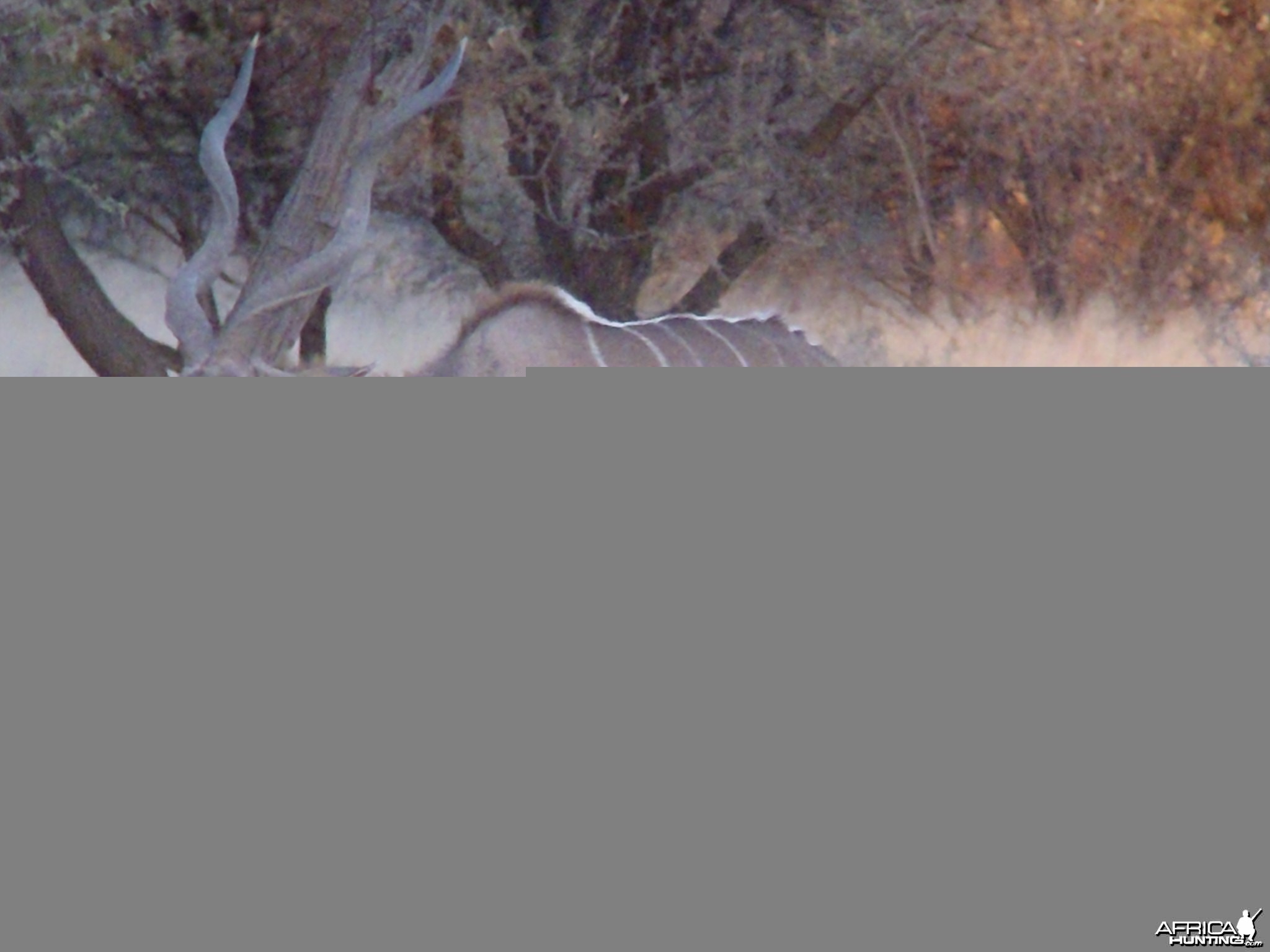 Greater Kudu Rut in Namibia