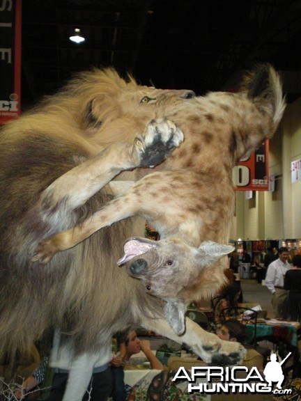 Taxidermy Lion &amp; Hyena