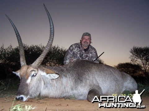 Waterbuck Bull