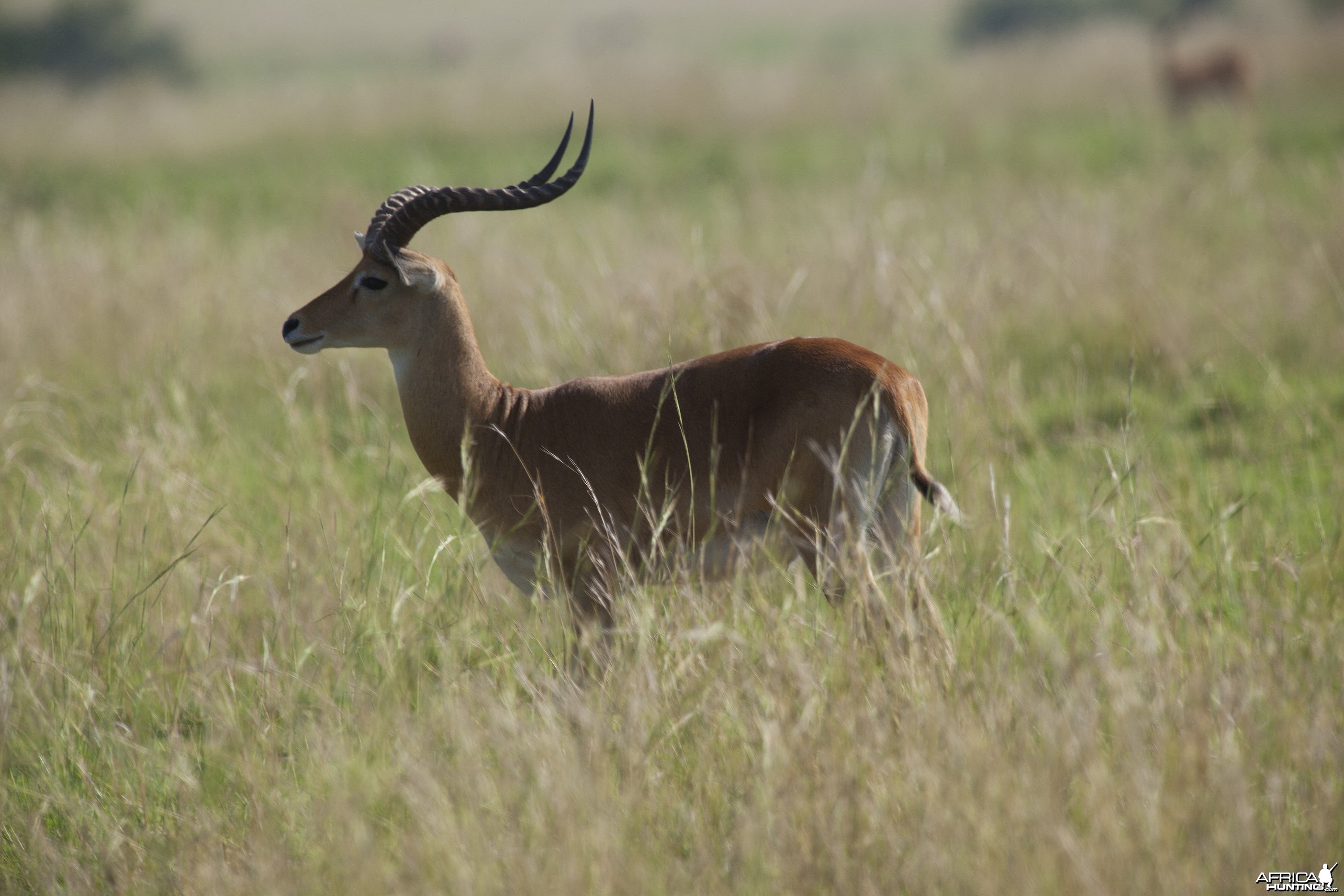 Hunting Kob in Uganda