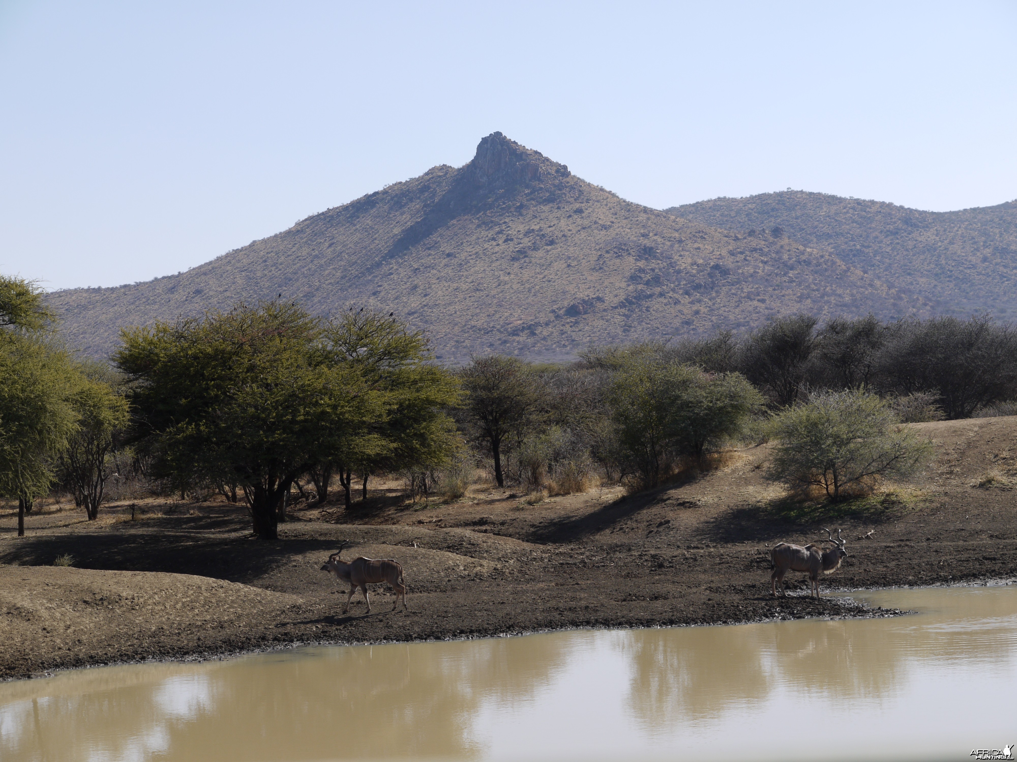 Kudu at waterhole in Namibia