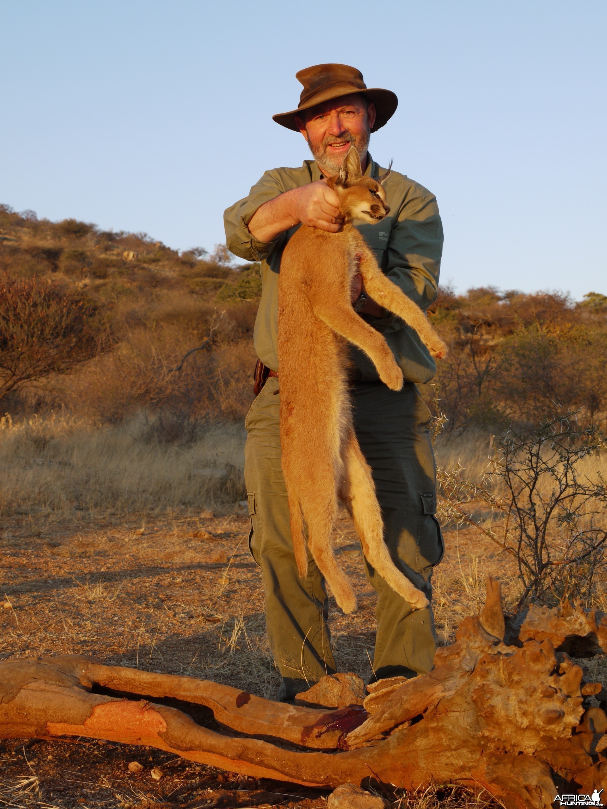 Hunting Caracal in Namibia