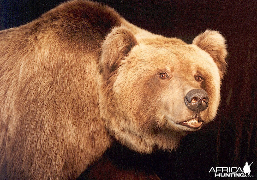 Alaskan Grizzly Bear Mount