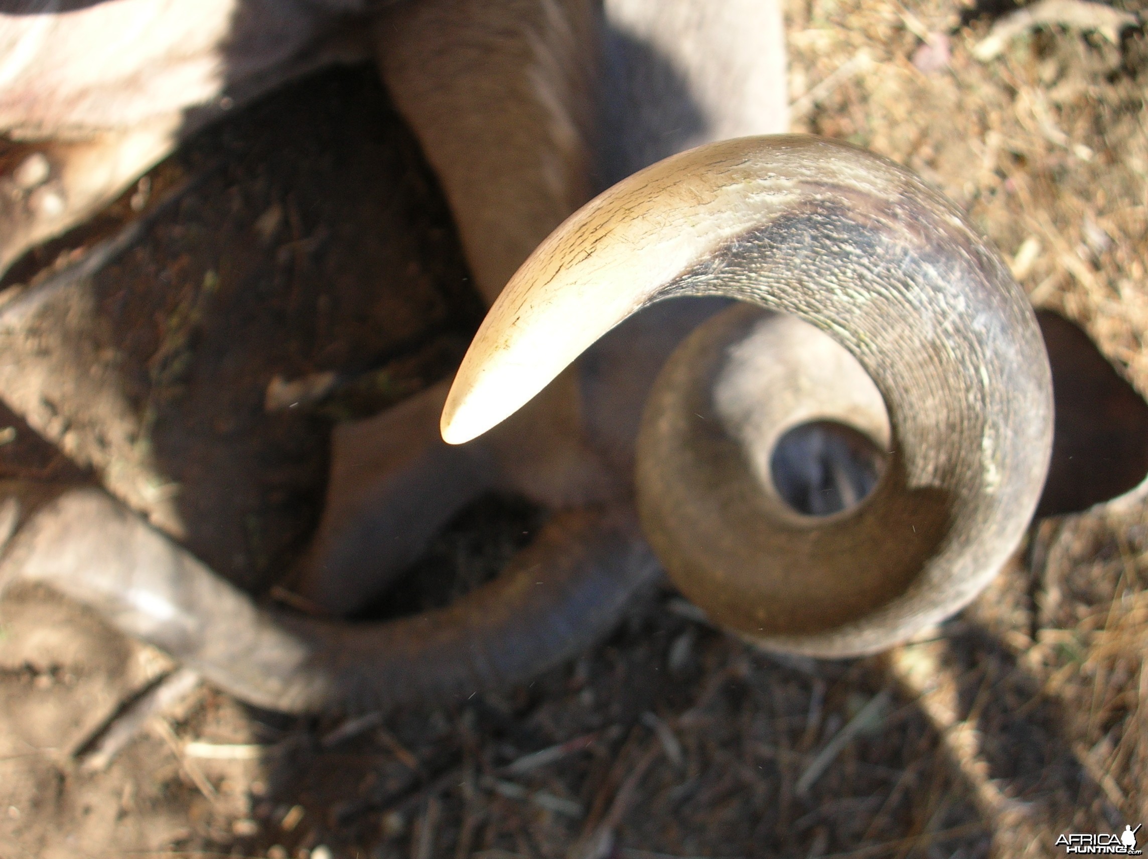 Top view of a Kudu horn