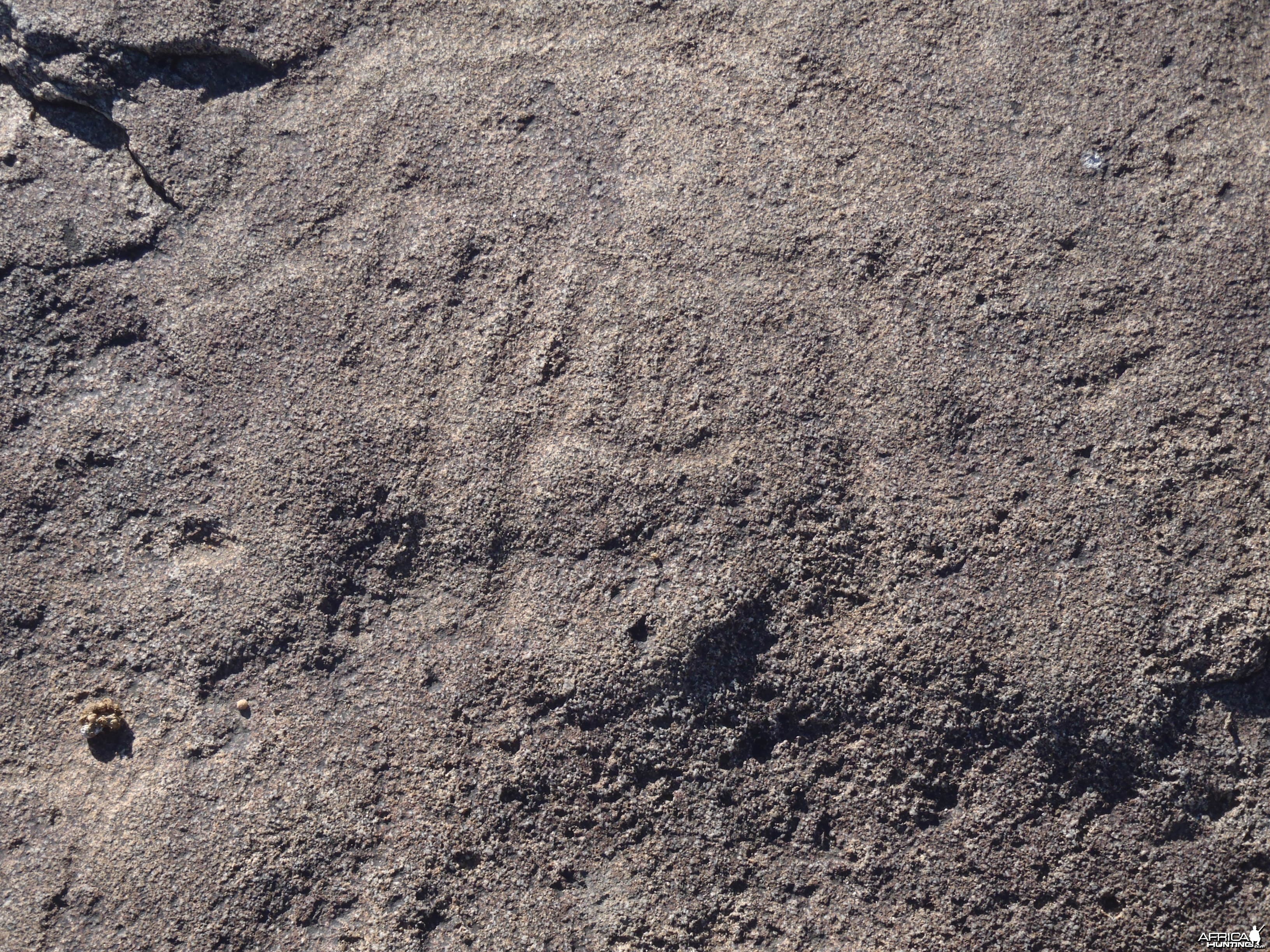 Bushman rock engraving of Lion in Namibia