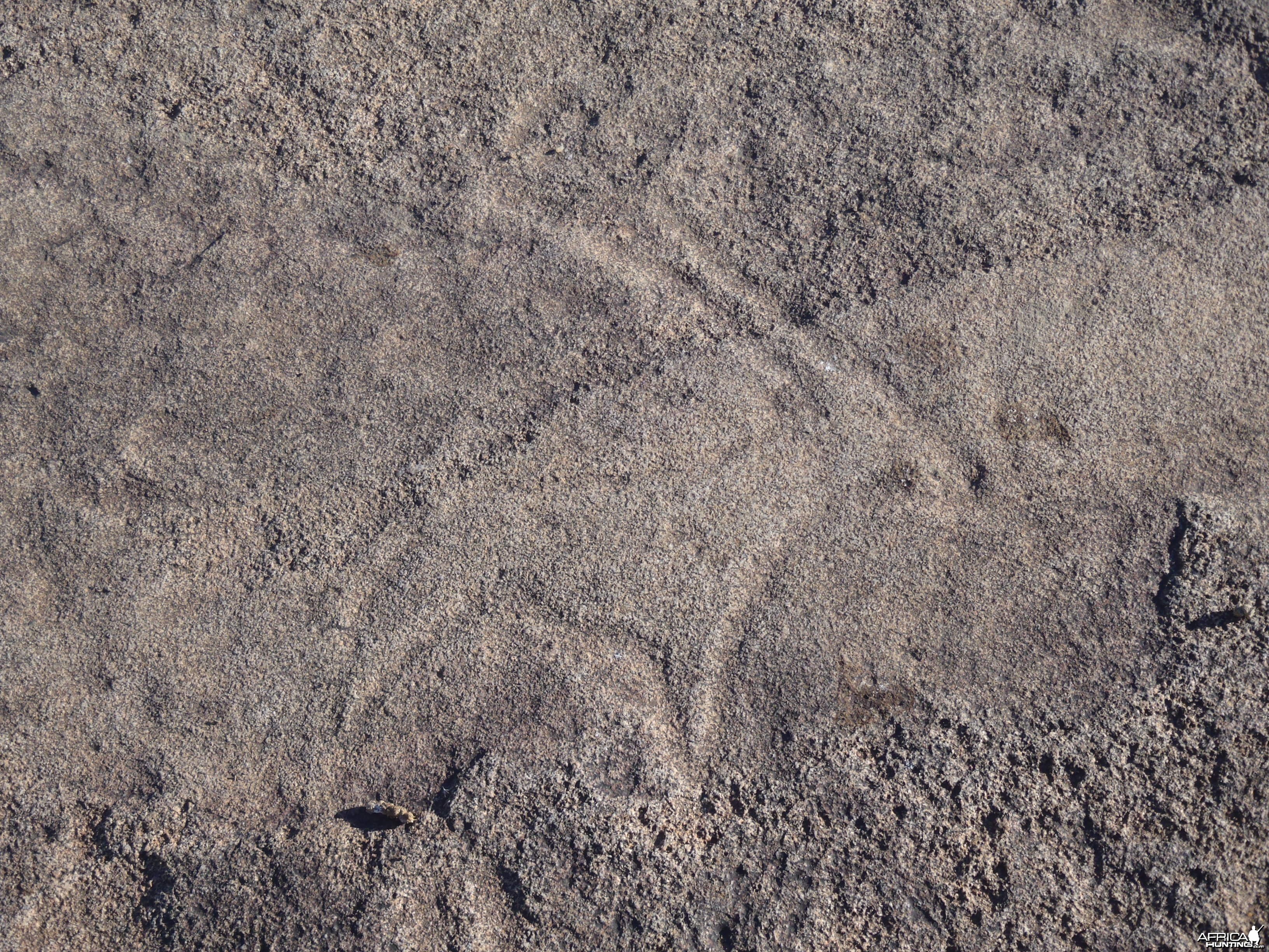 Bushman rock engraving of Gemsbok in Namibia