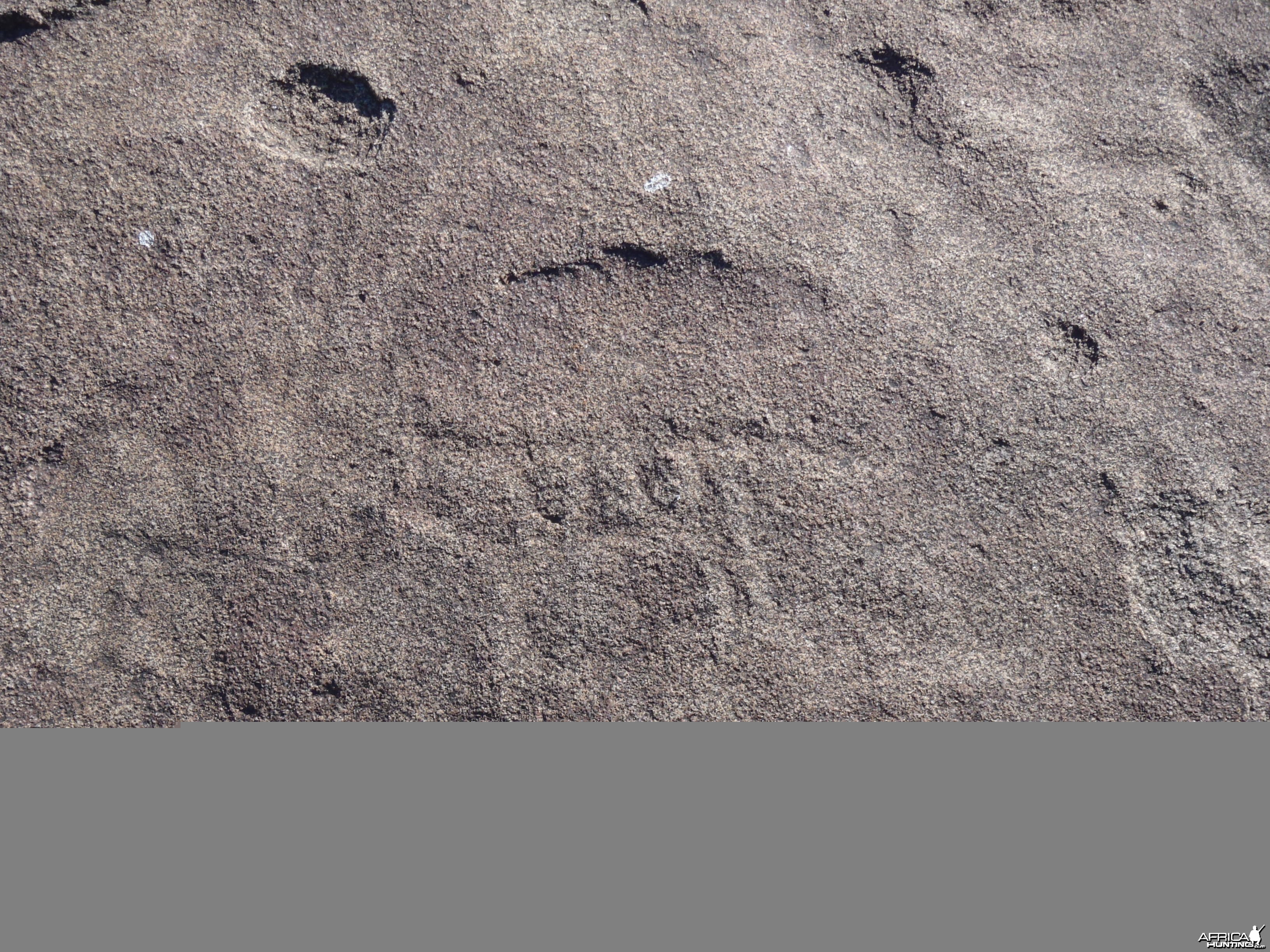 Bushman rock engraving of antelope in Namibia