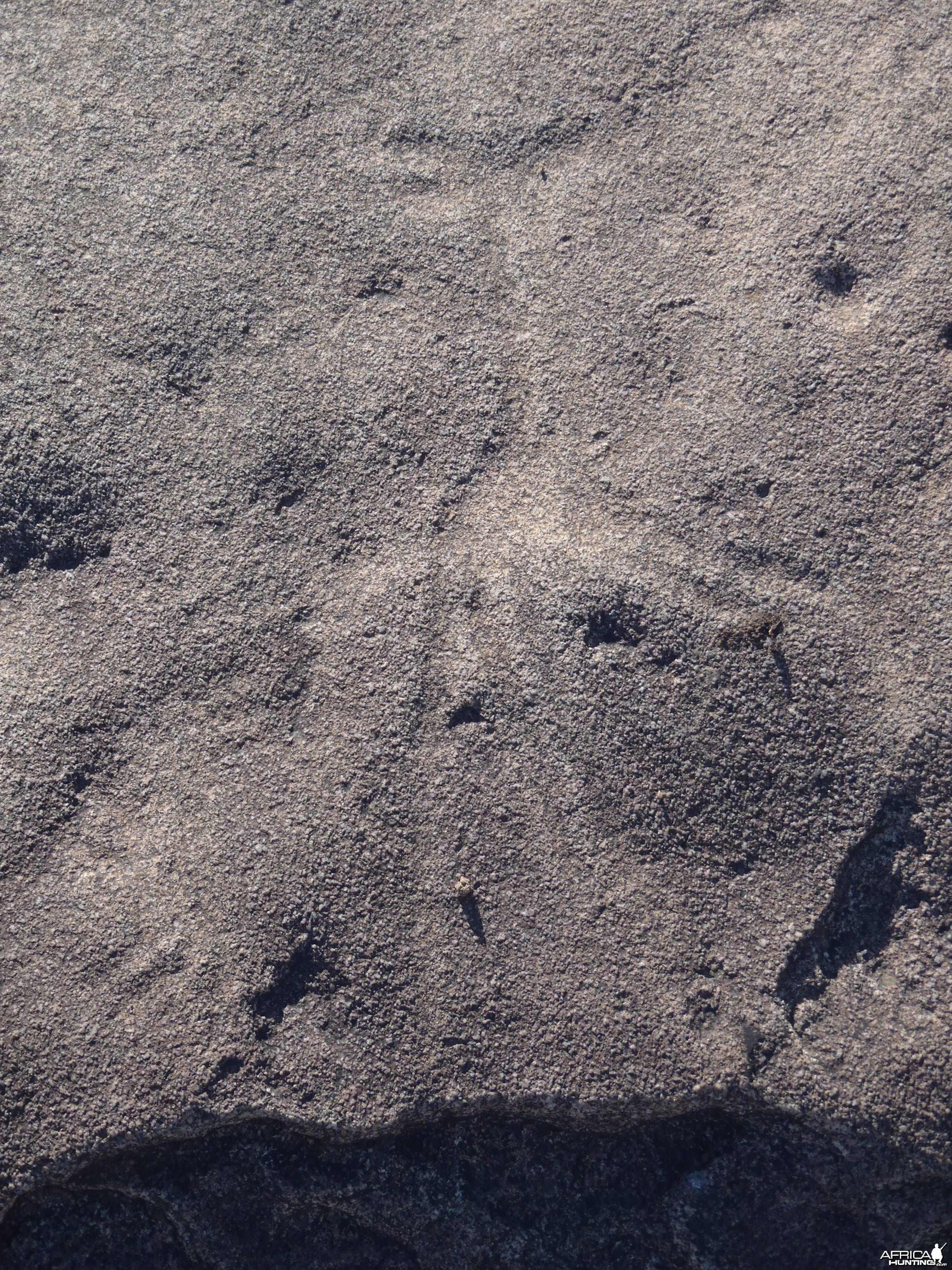 Bushman rock engraving of Giraffe in Namibia