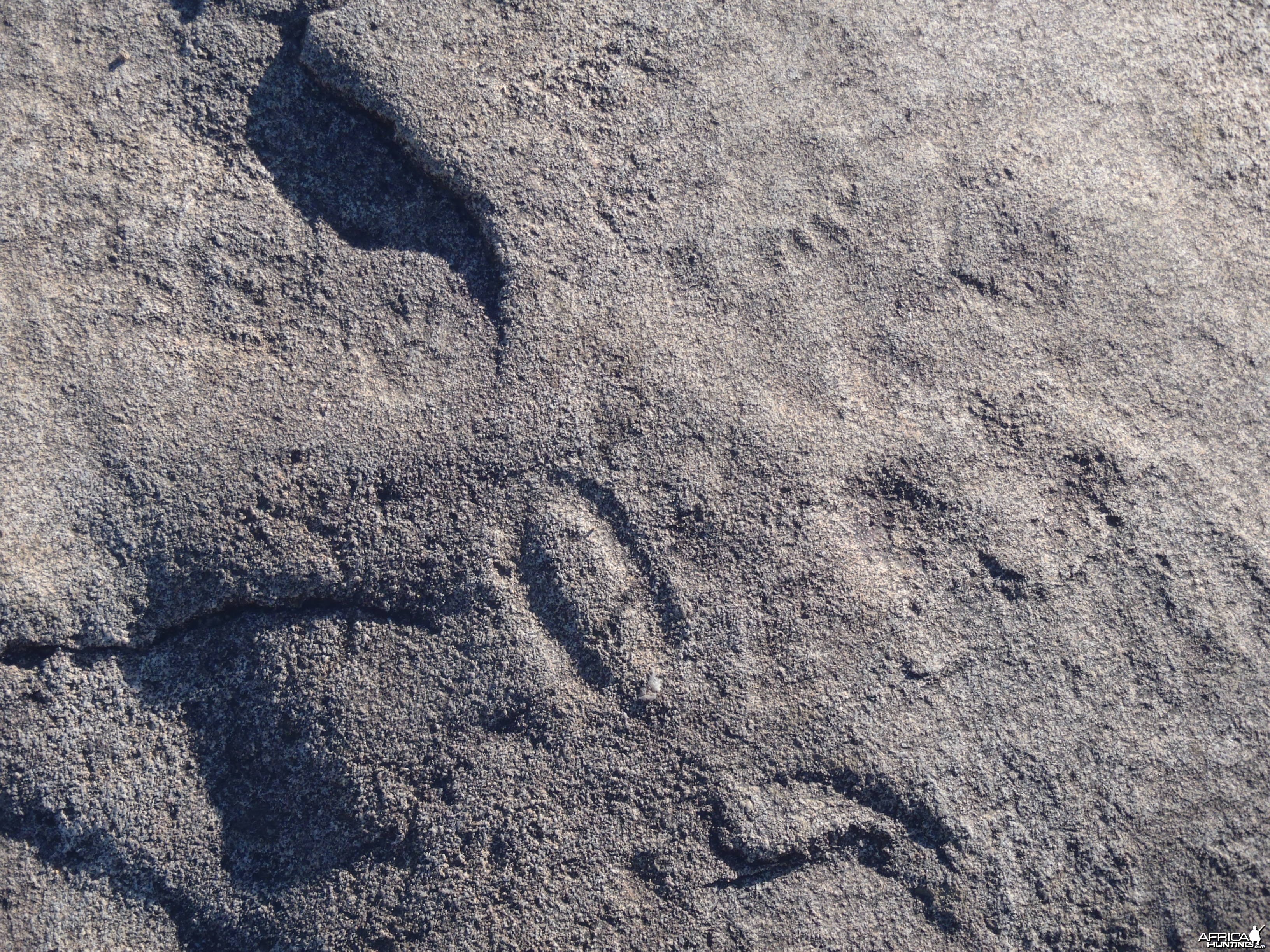 Animal prints in the rock in Namibia