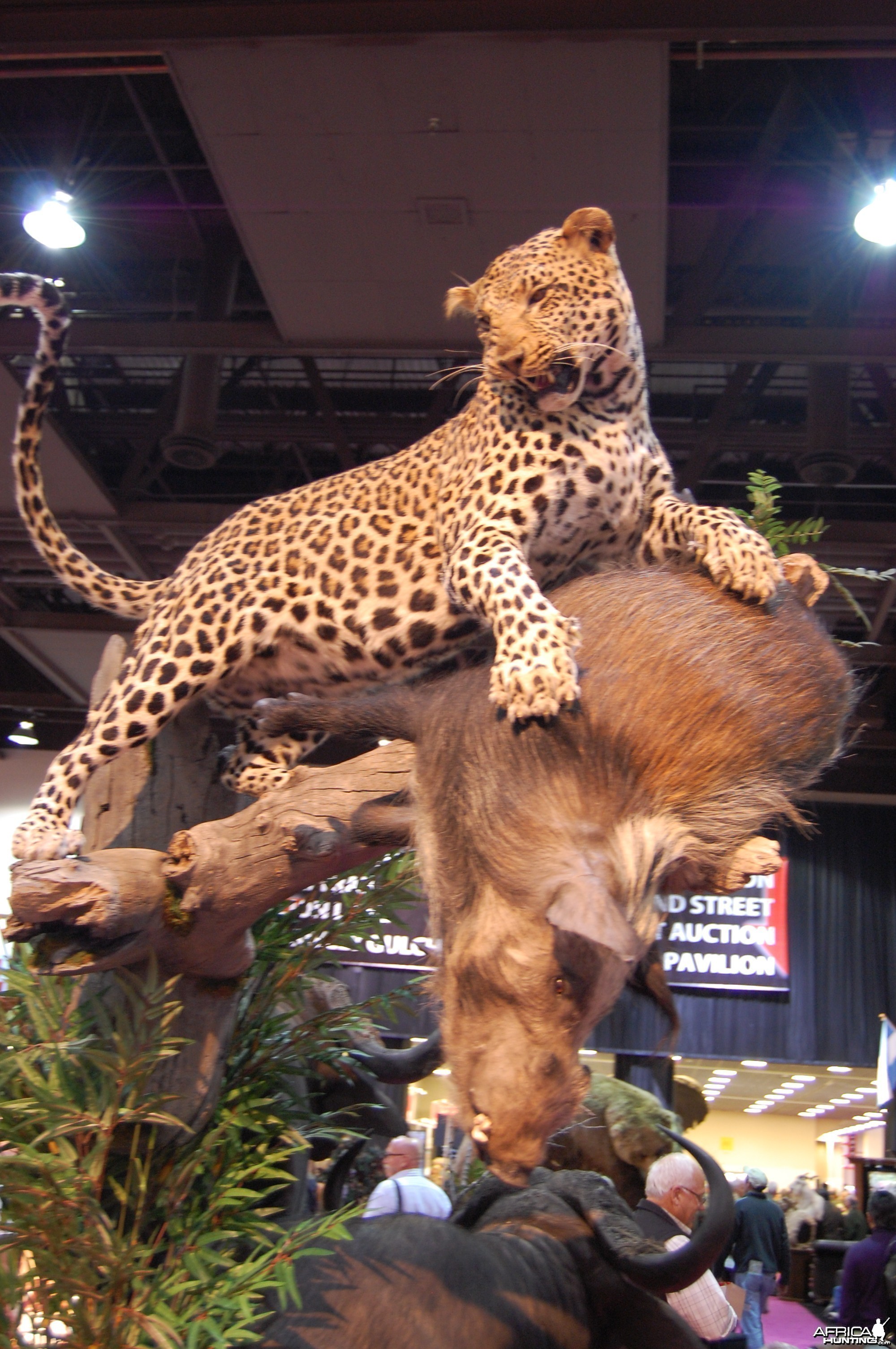 Taxidermy at Safari Club International Convention