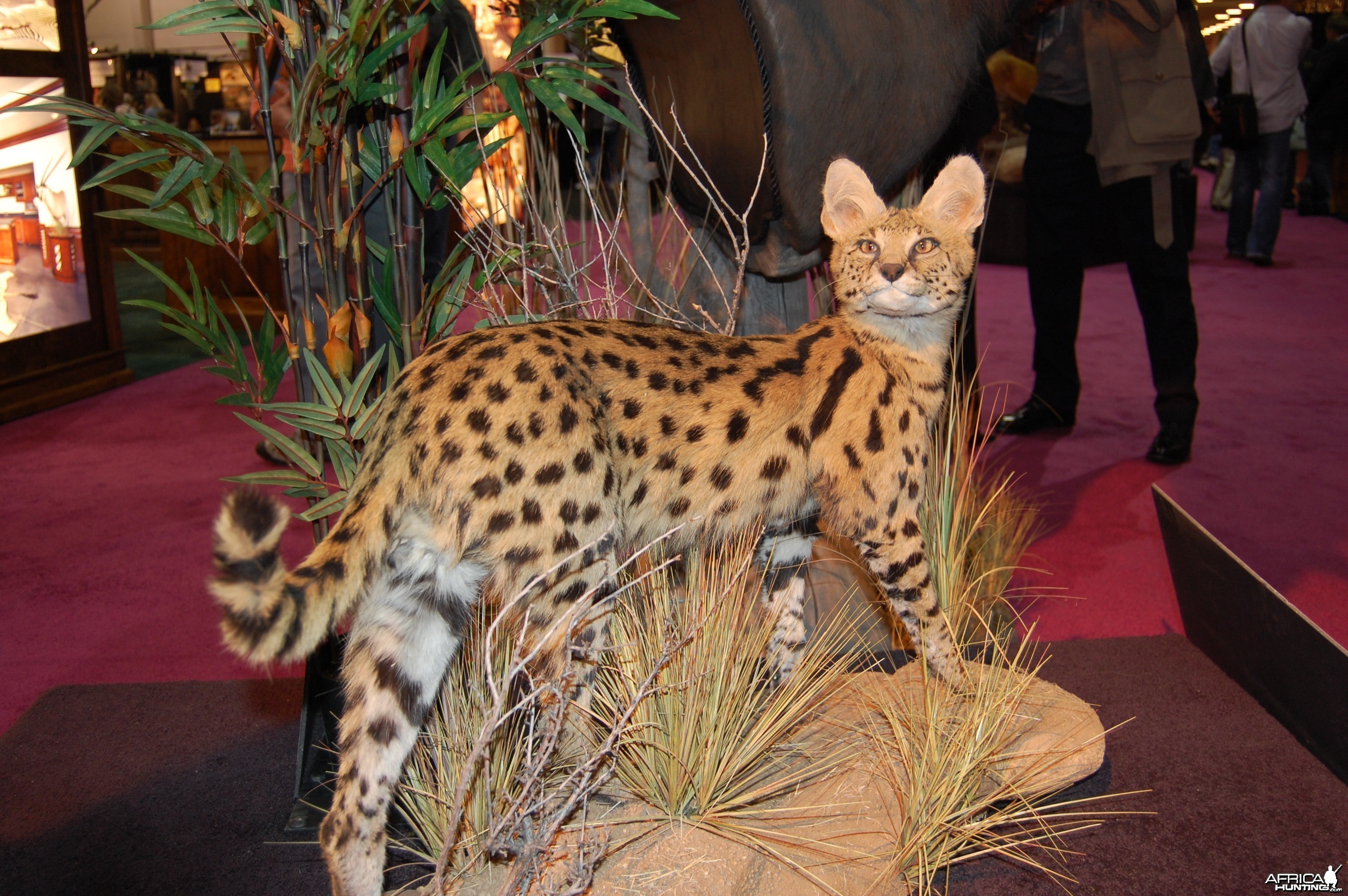 Taxidermy at Safari Club International Convention