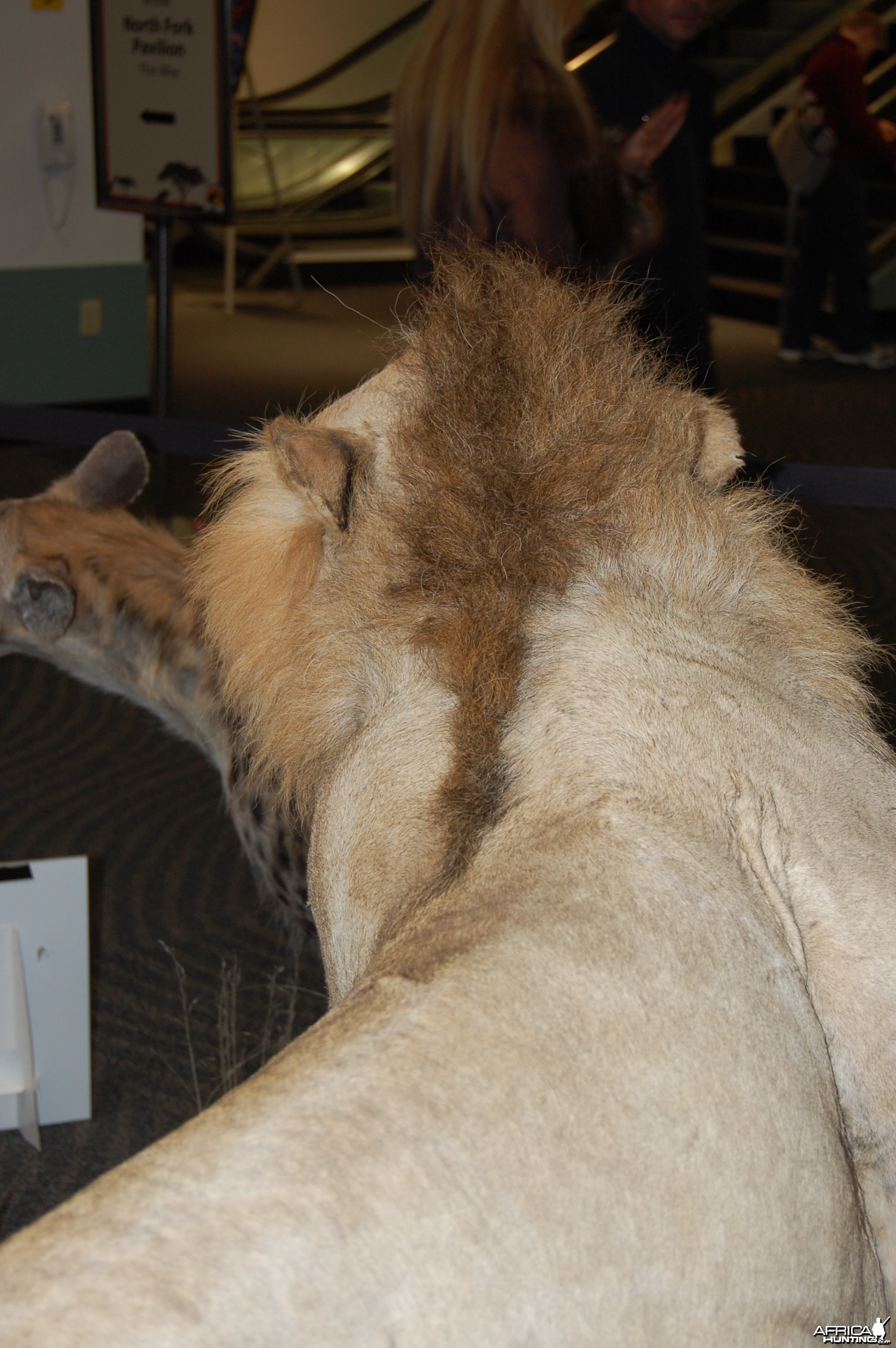 Taxidermy at Safari Club International Convention