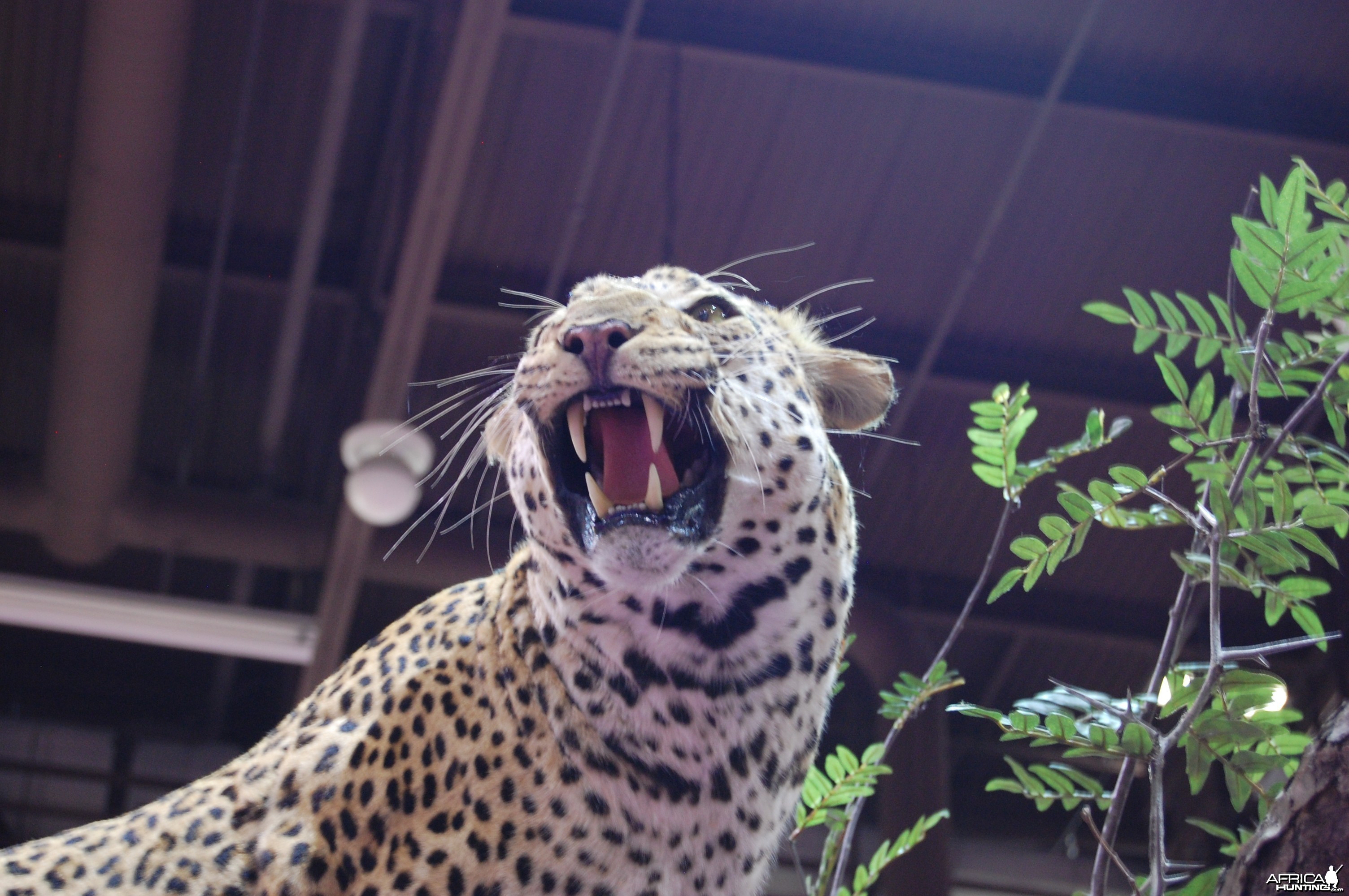 Taxidermy at Safari Club International Convention