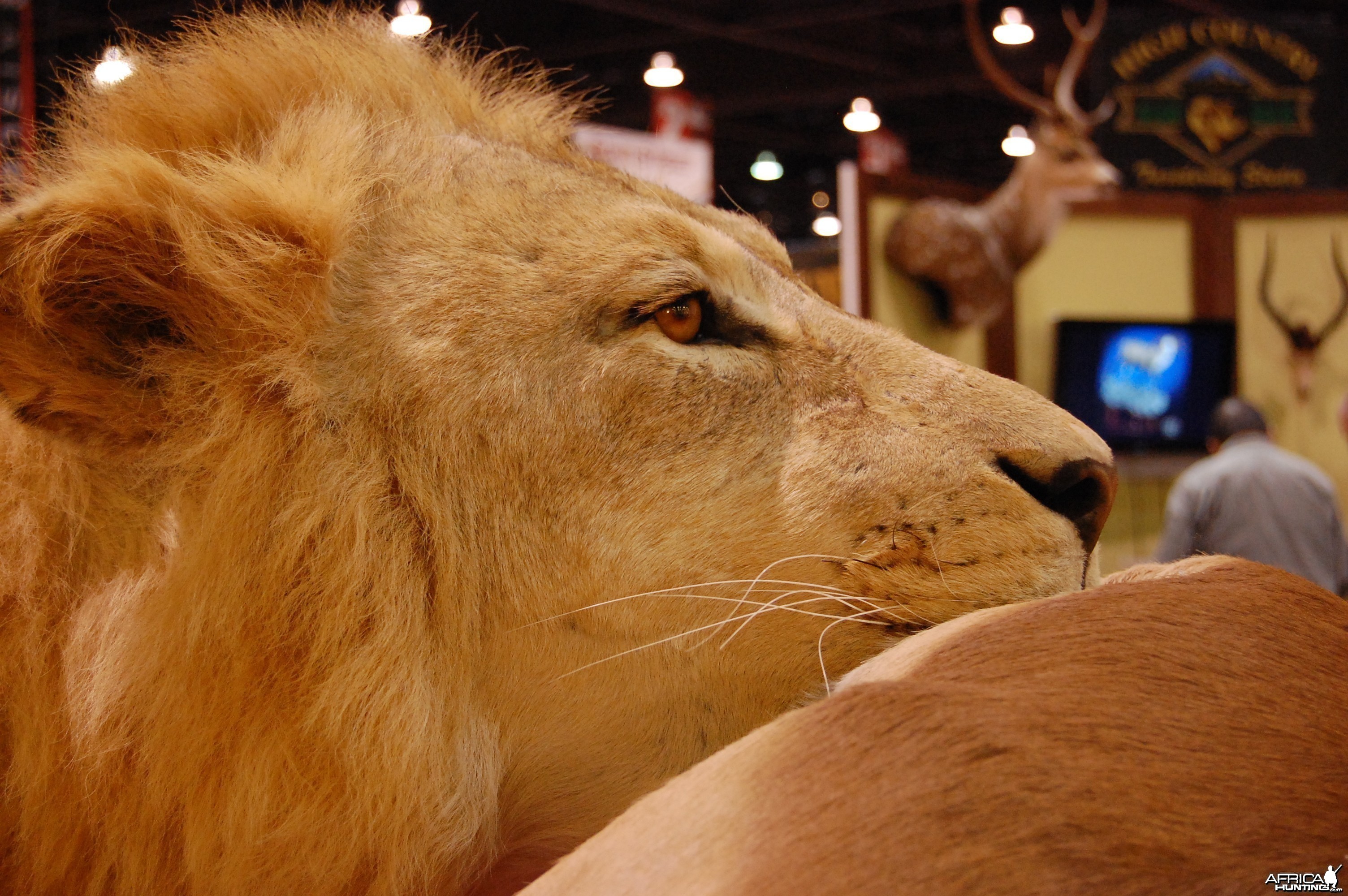 Taxidermy at Safari Club International Convention