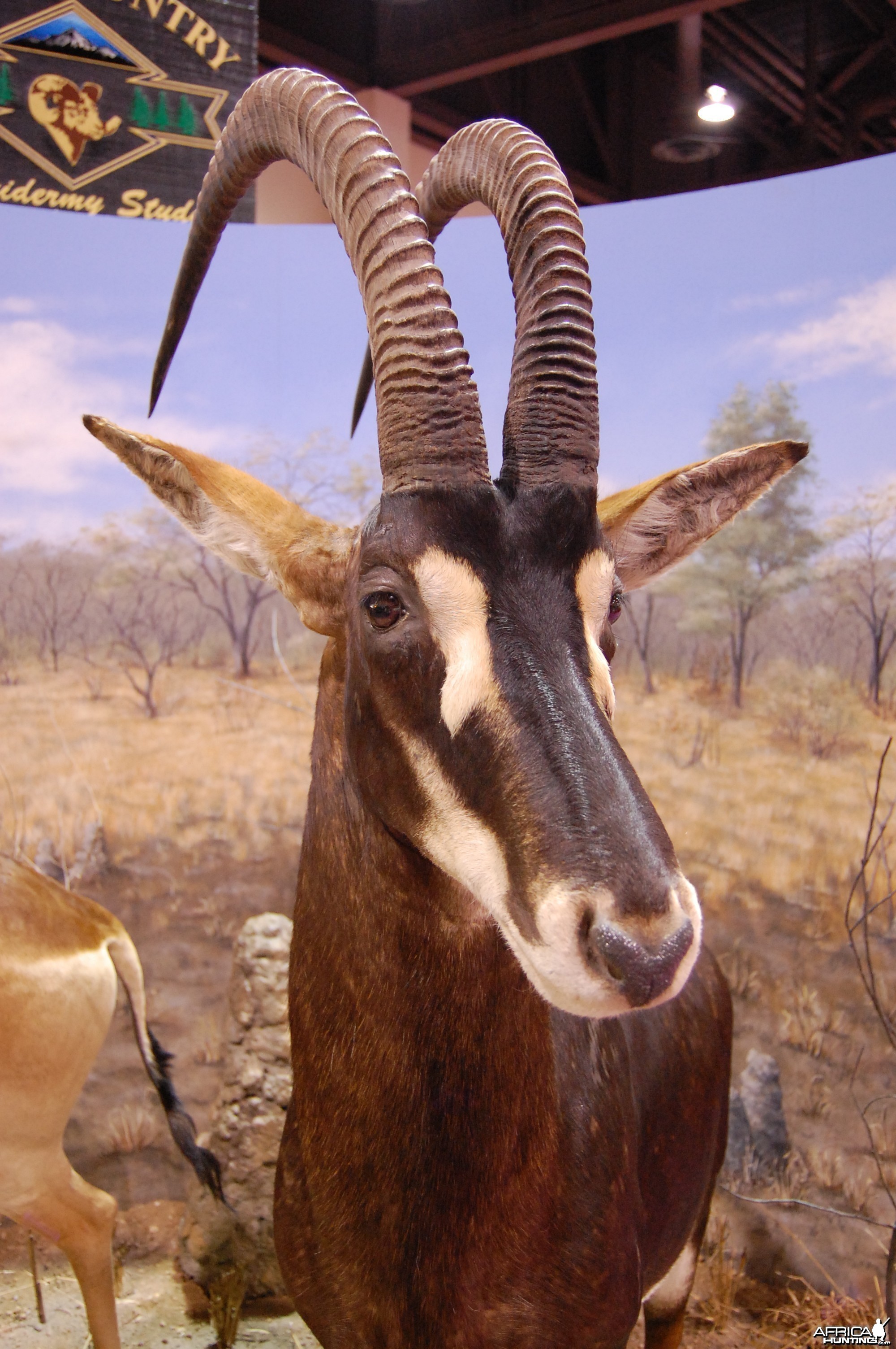 Taxidermy at Safari Club International Convention