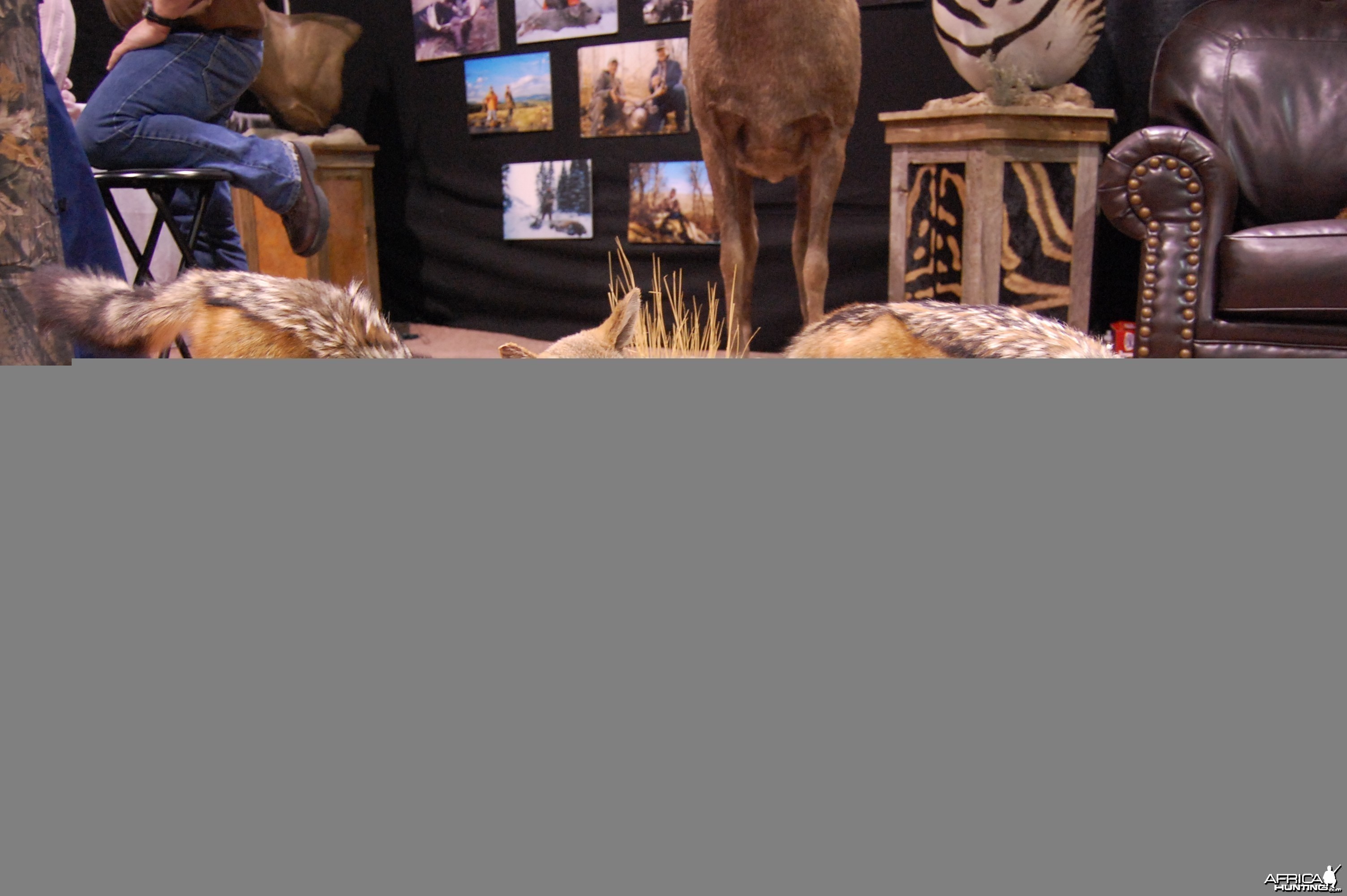 Taxidermy at Safari Club International Convention