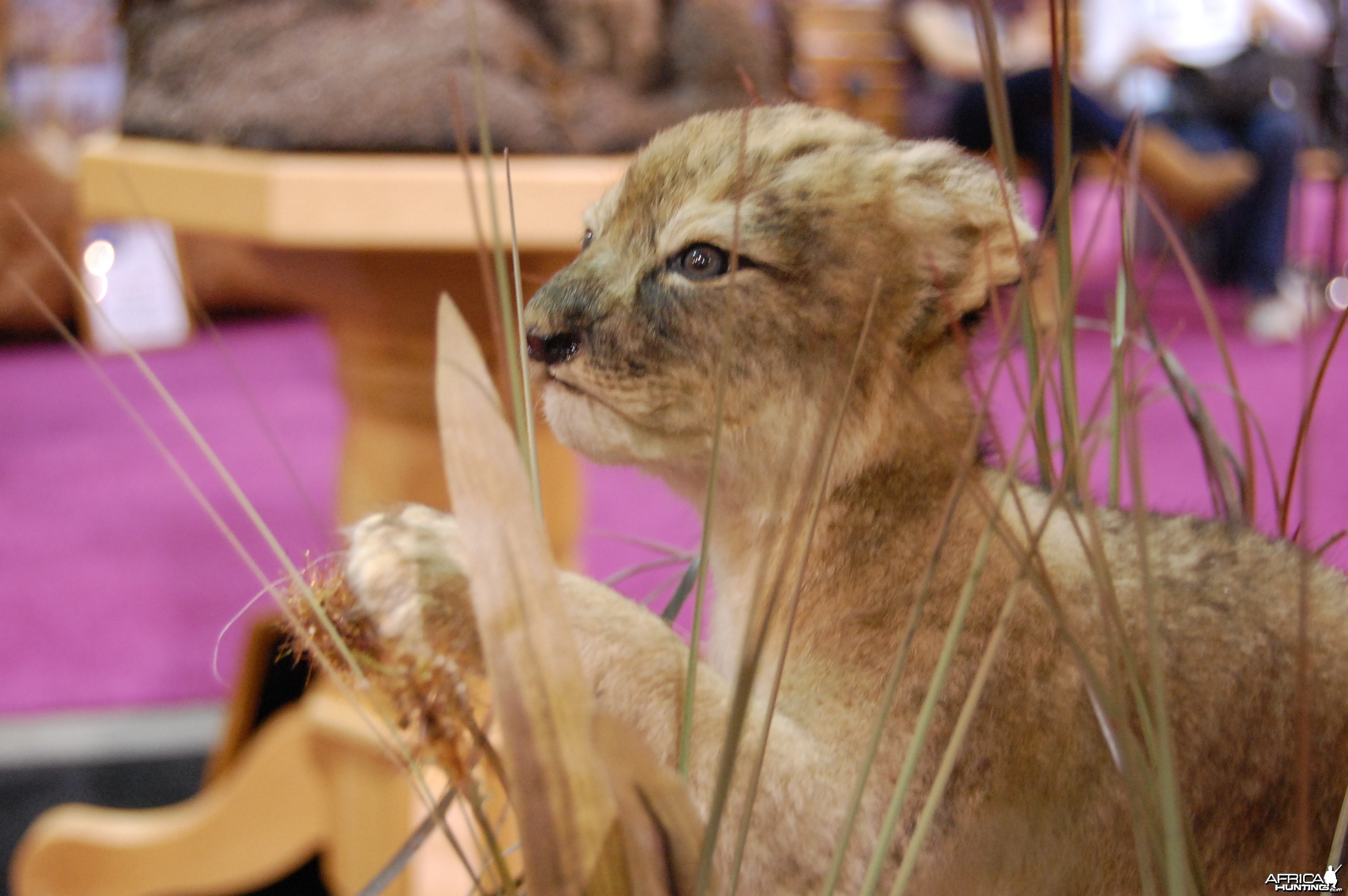 Taxidermy at Safari Club International Convention