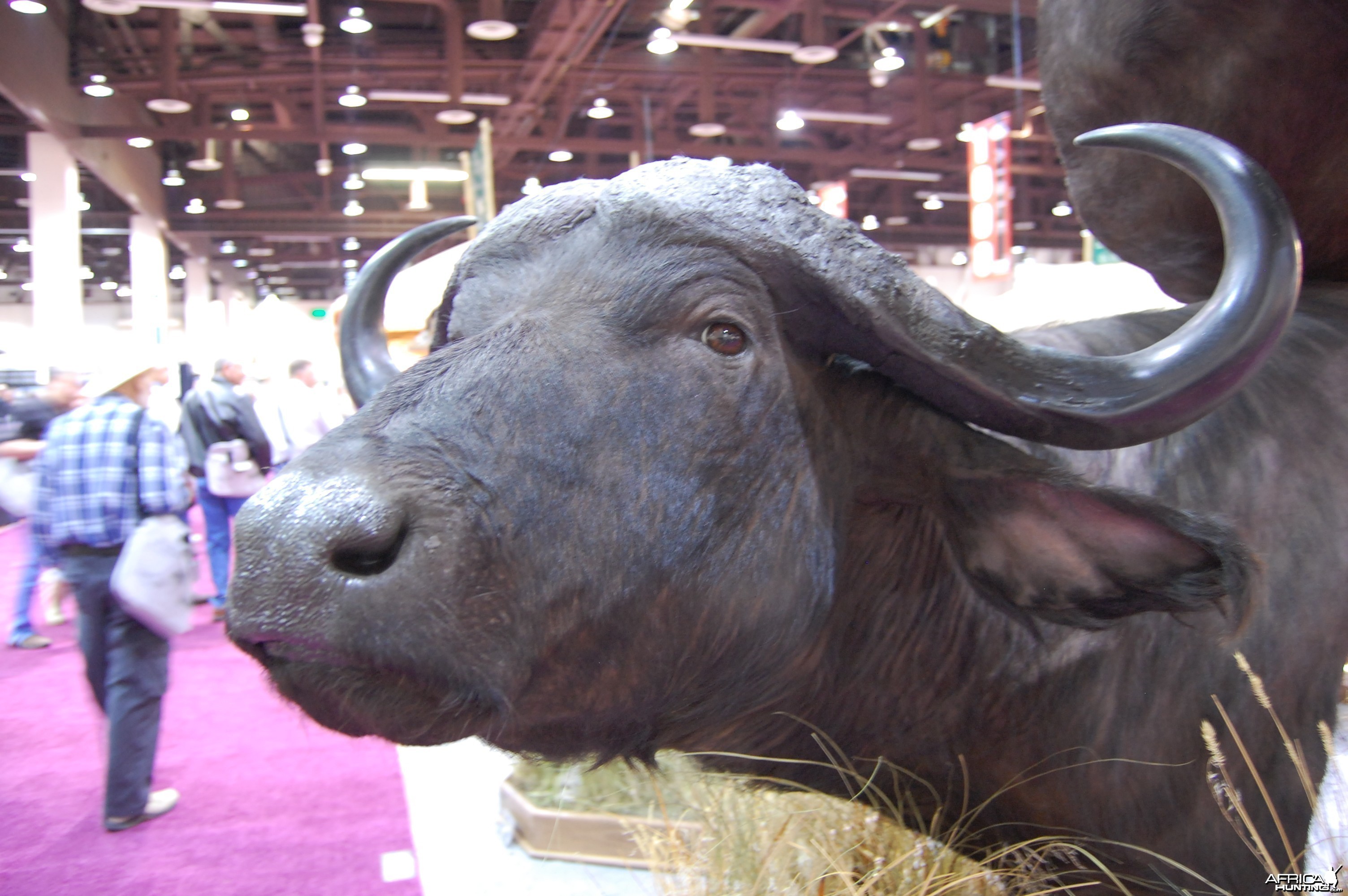 Taxidermy at Safari Club International Convention