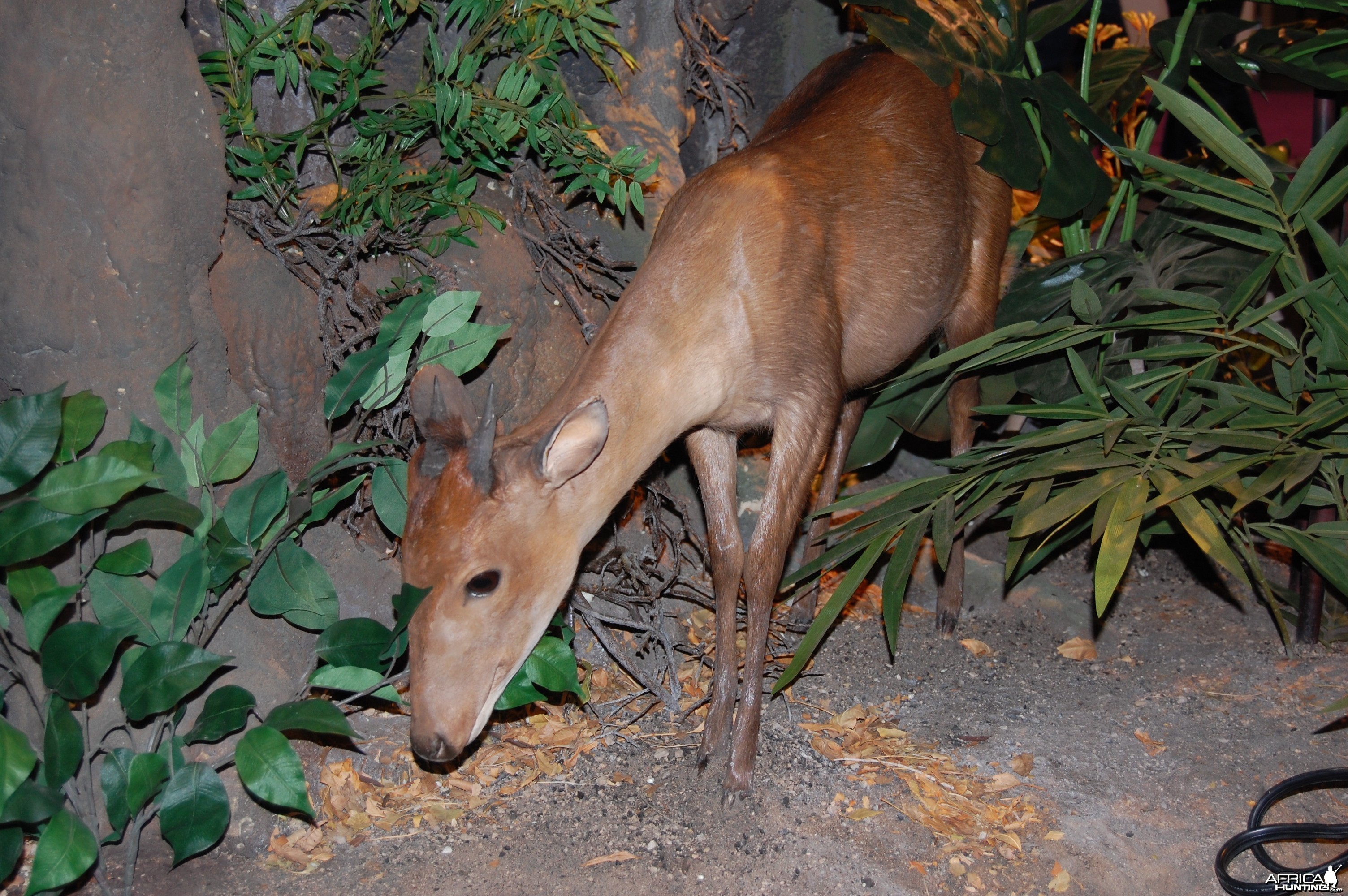 Taxidermy at Safari Club International Convention