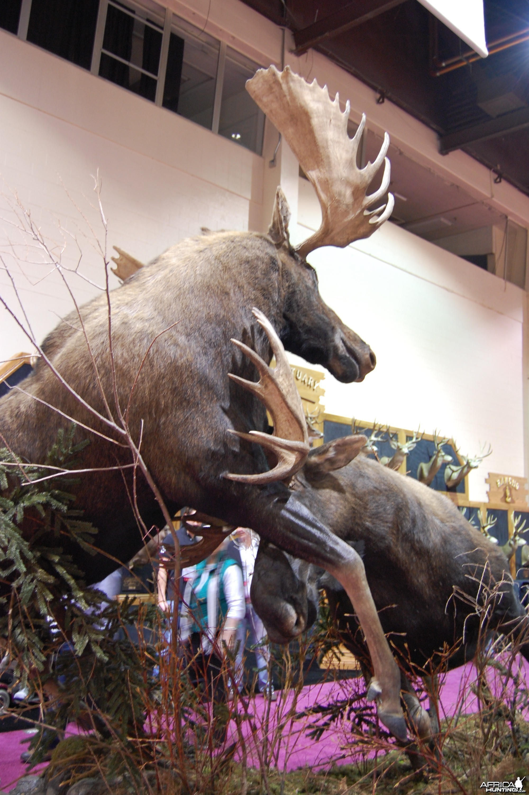 Taxidermy at Safari Club International Convention