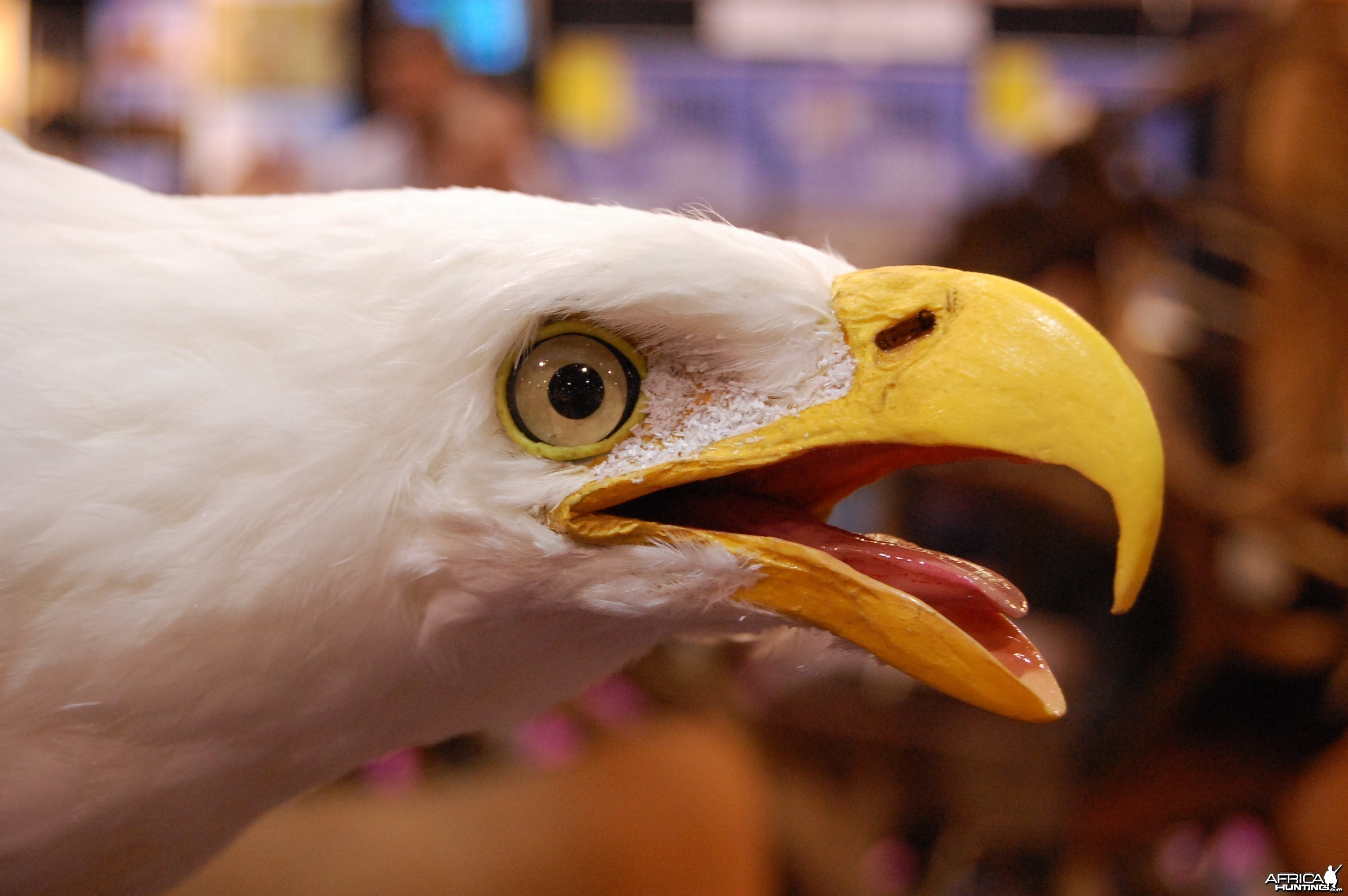 Taxidermy at Safari Club International Convention