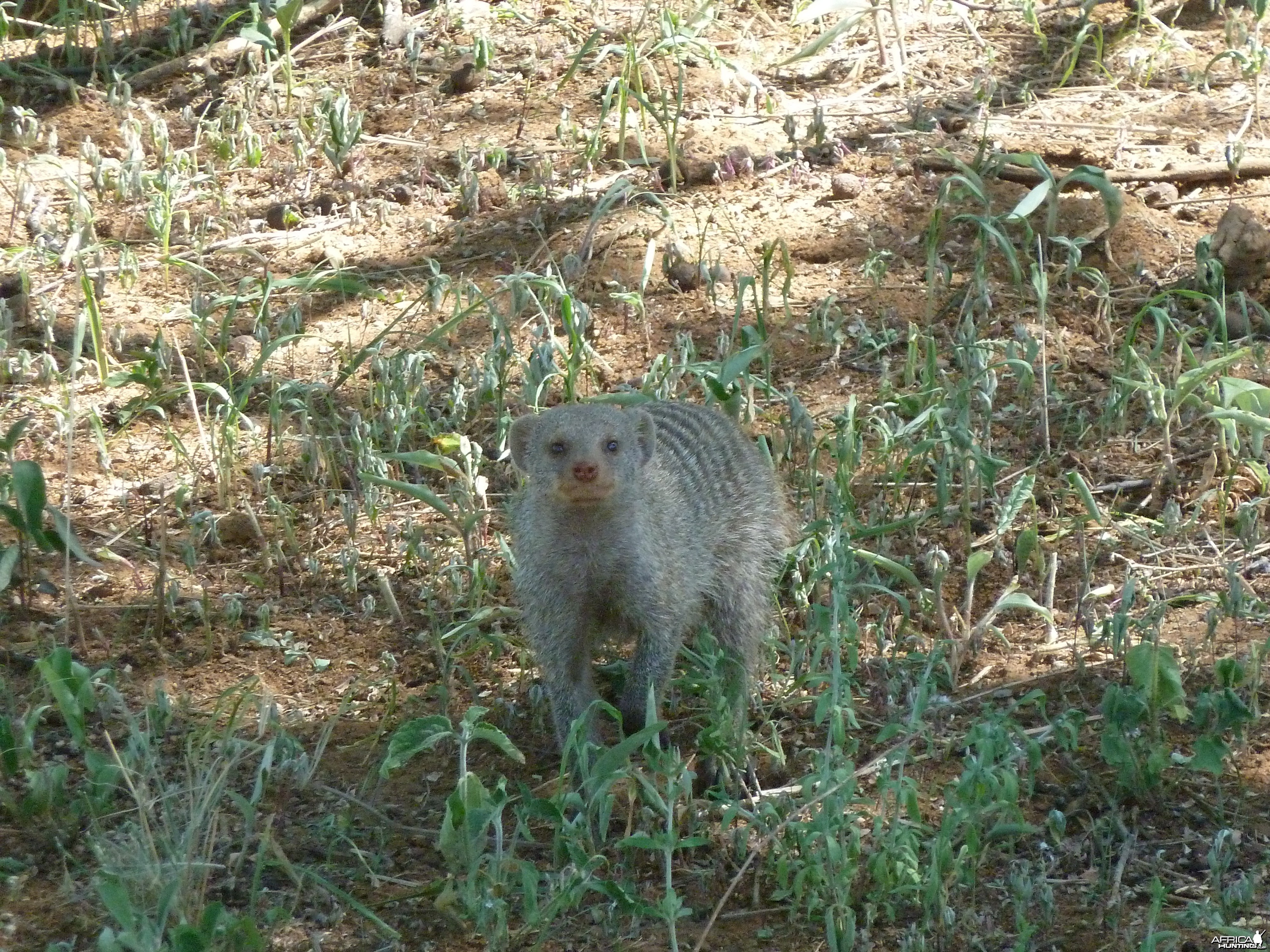 Banded Mongoose Namibia