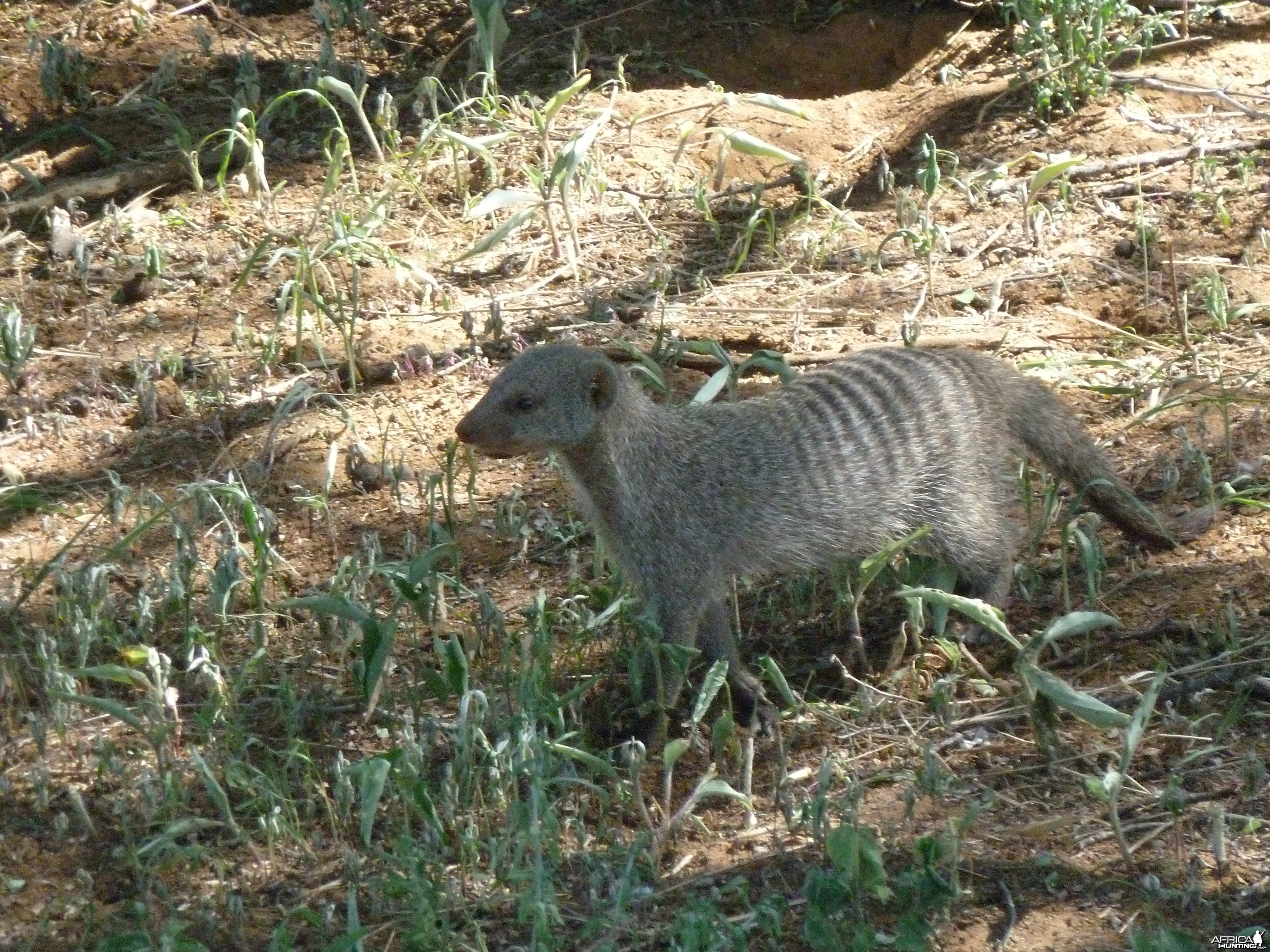 Banded Mongoose Namibia