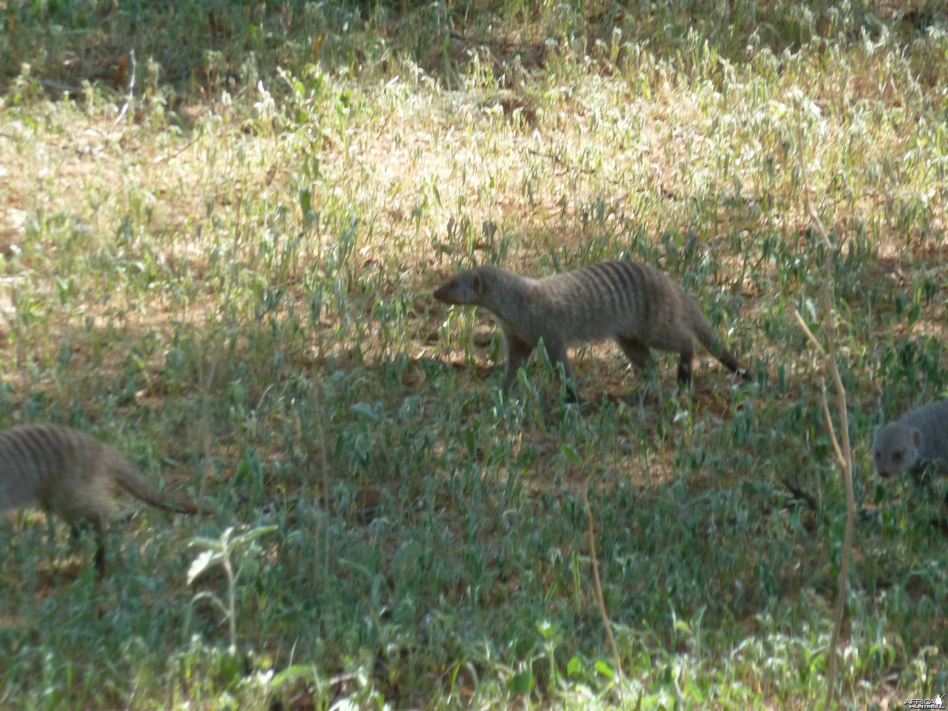 Banded Mongoose Namibia