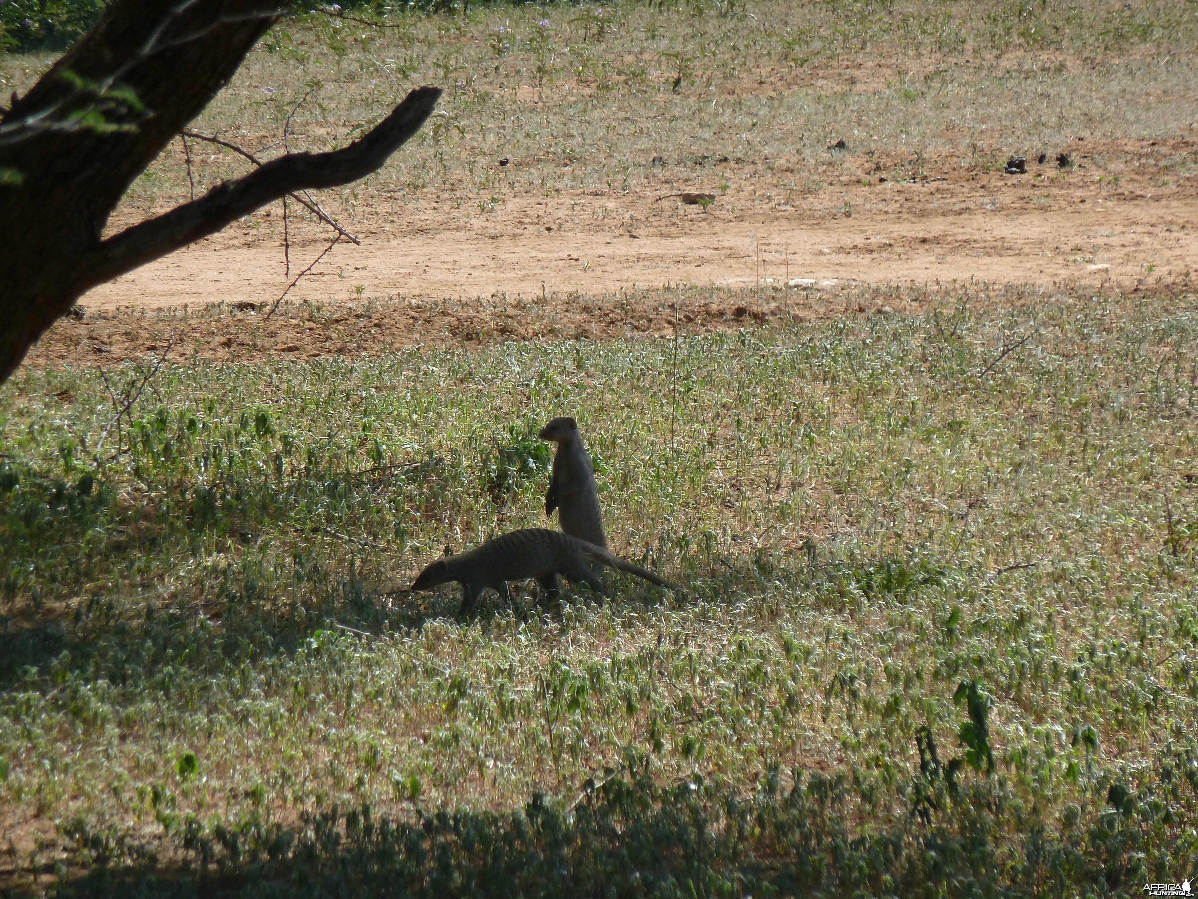 Banded Mongoose Namibia