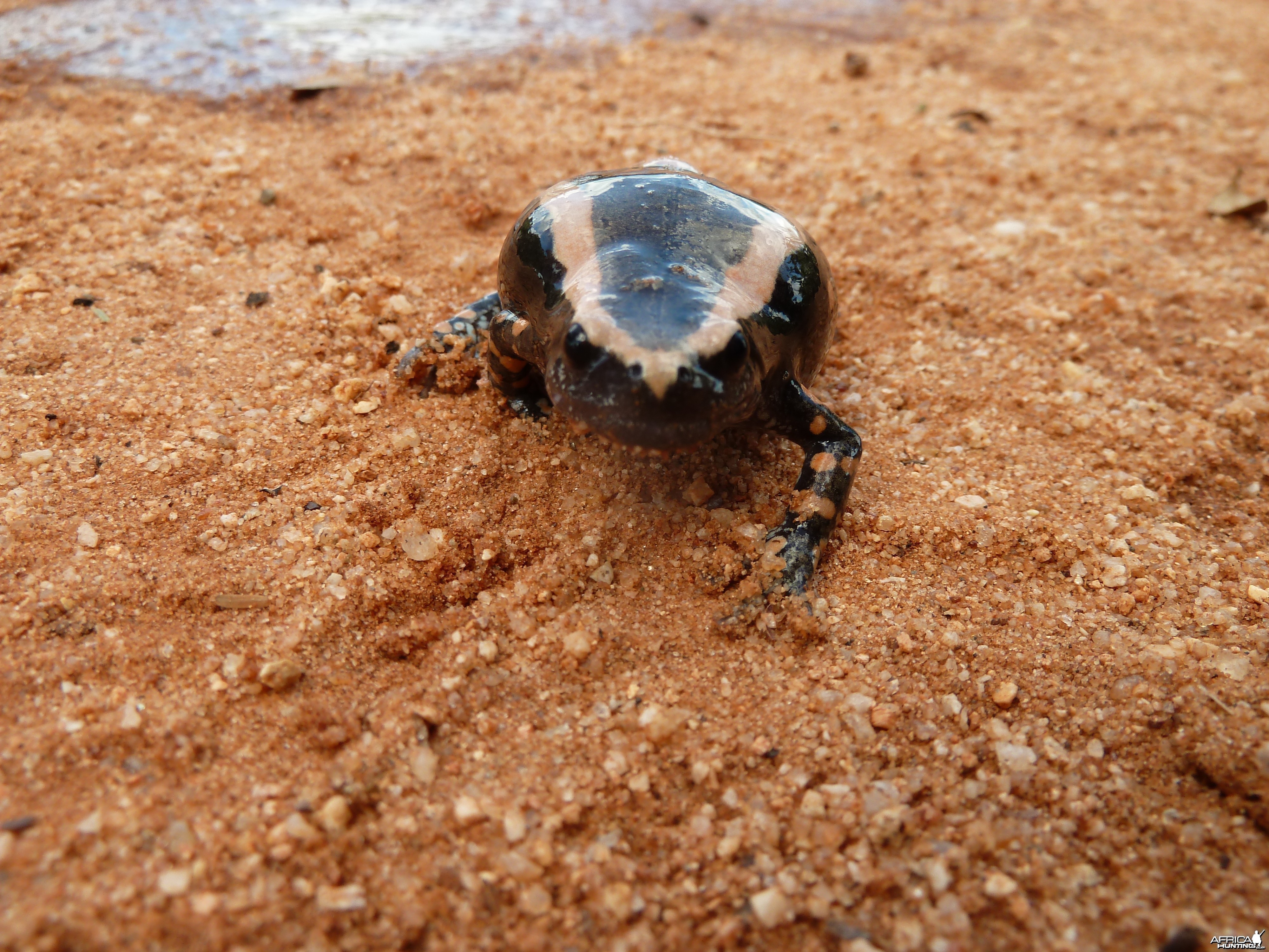 Banded Rubber Frog namibia