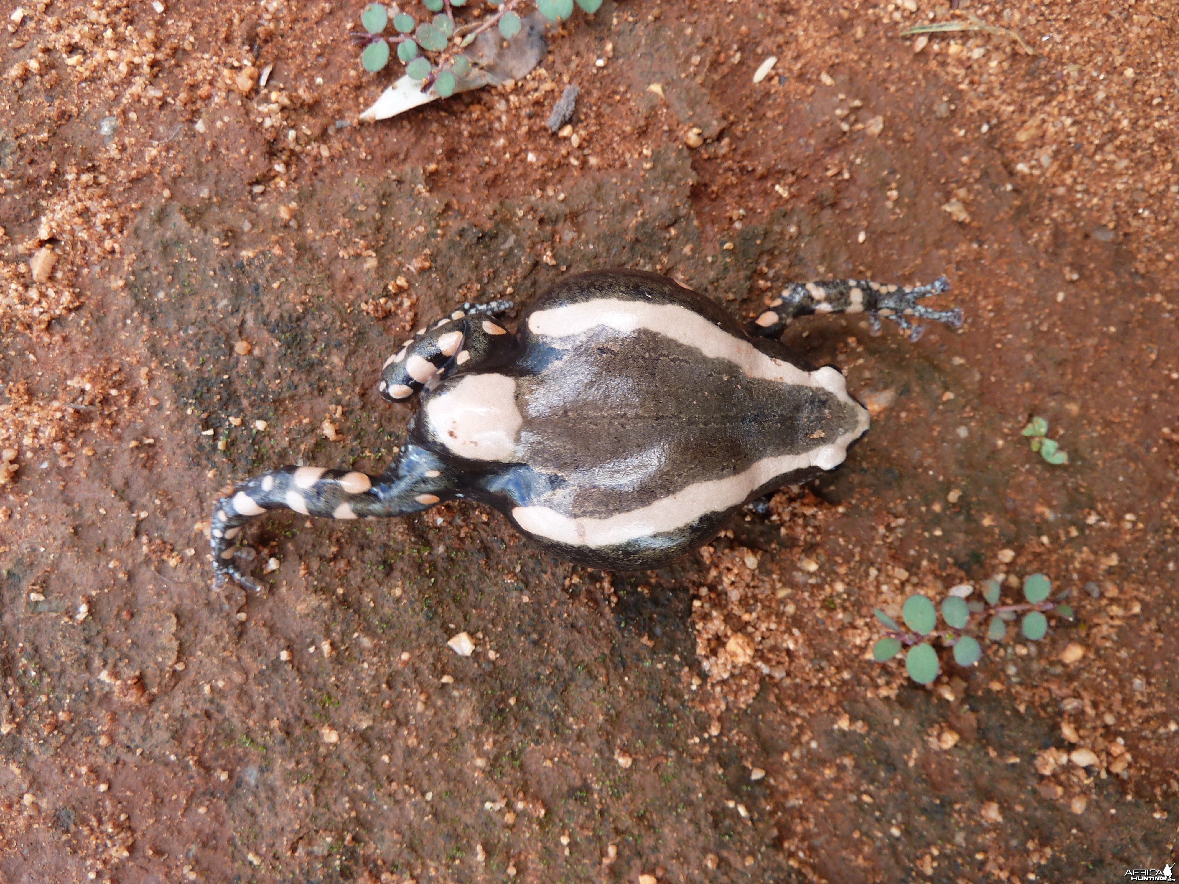 Banded Rubber Frog namibia