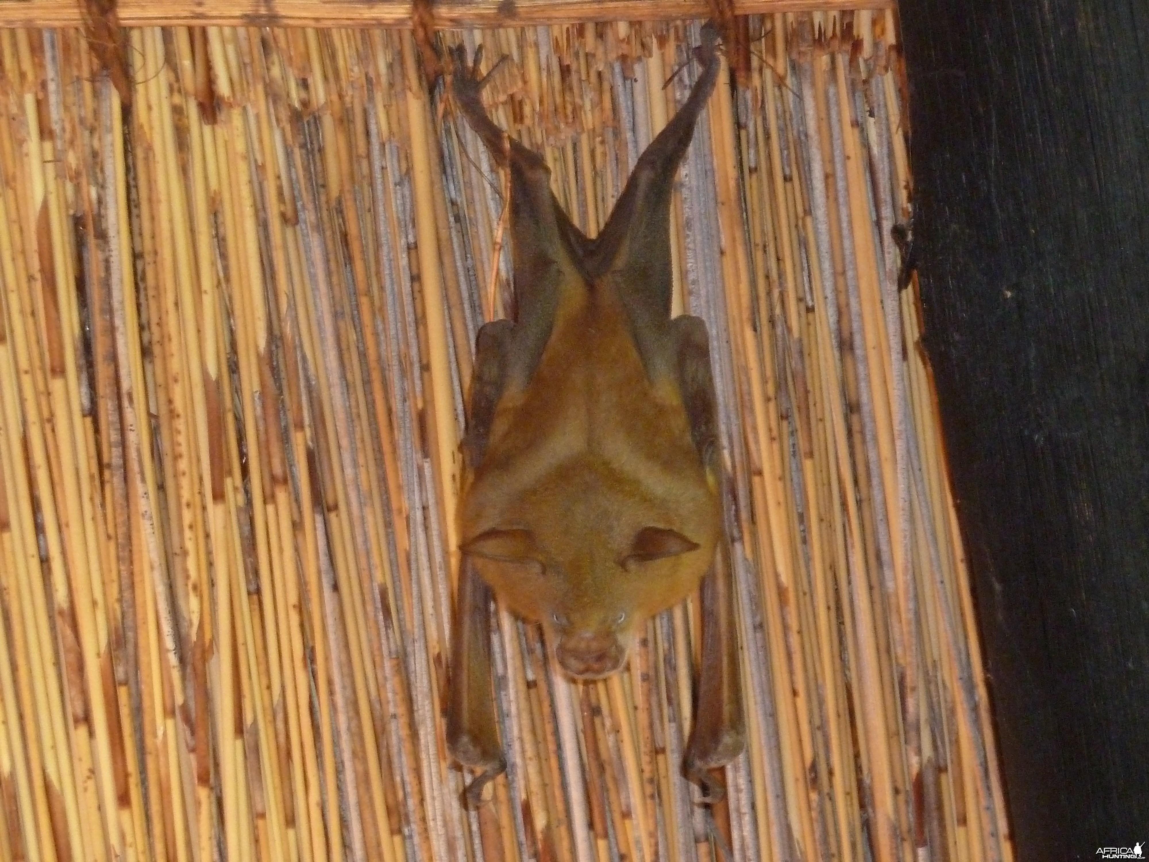 Bat Namibia