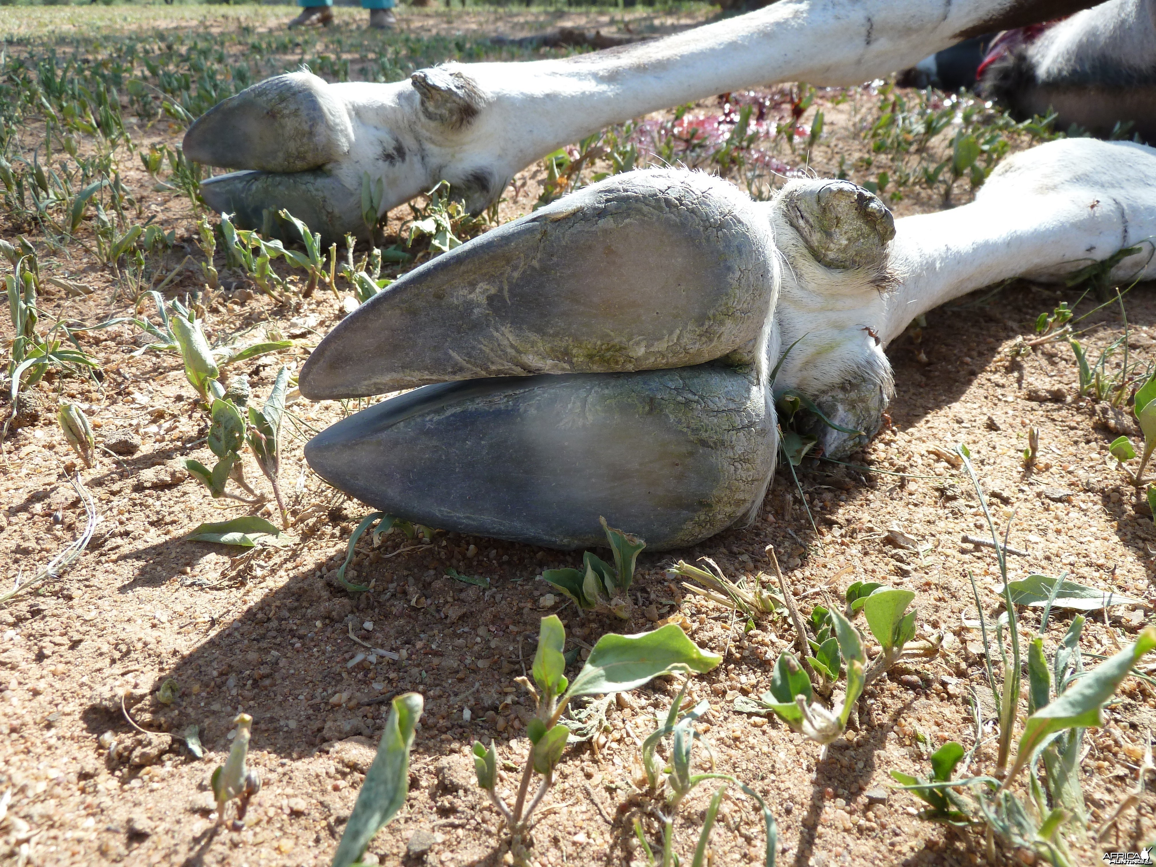 Gemsbok Hoof