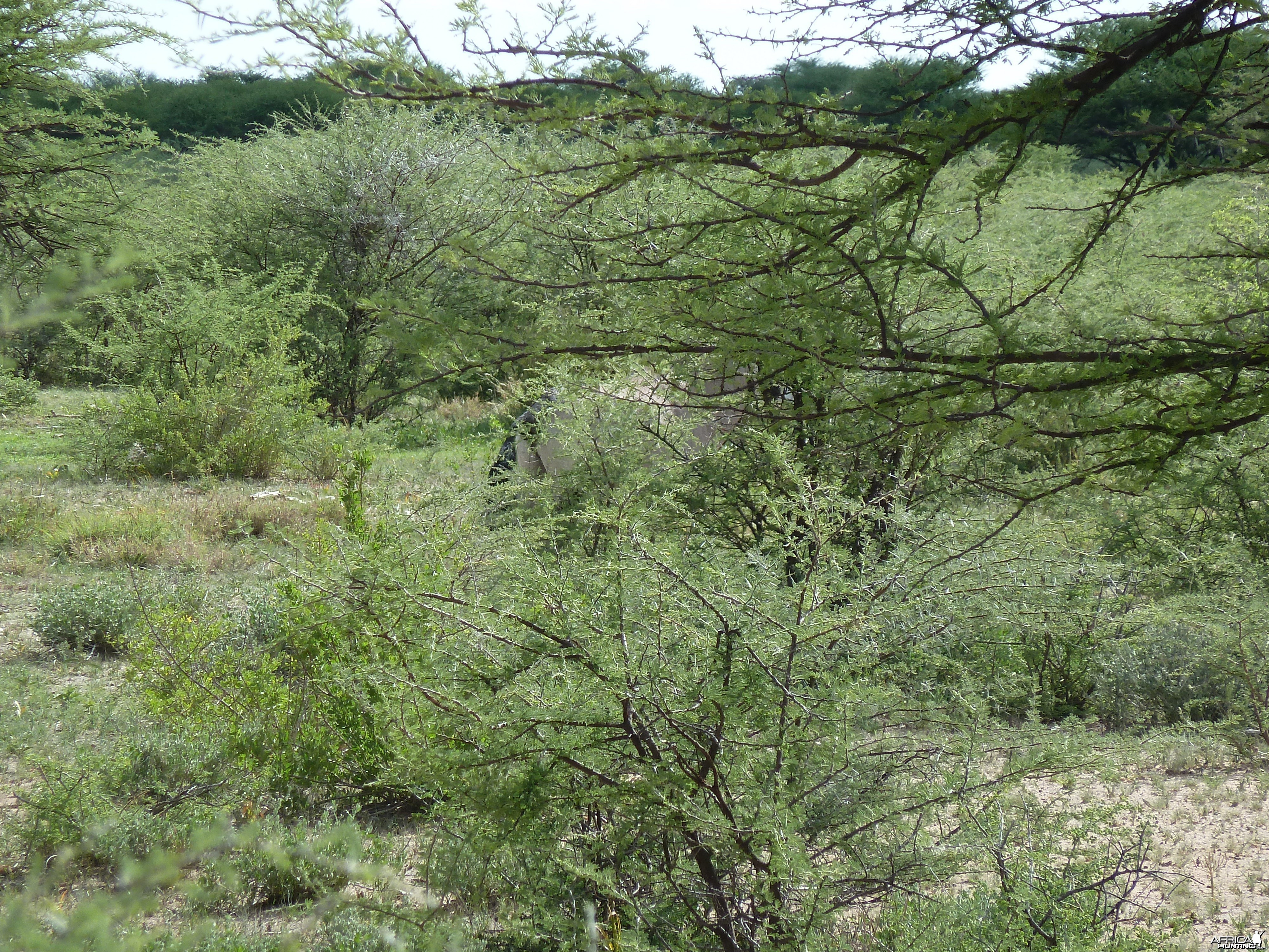 Gemsbok in Namibia