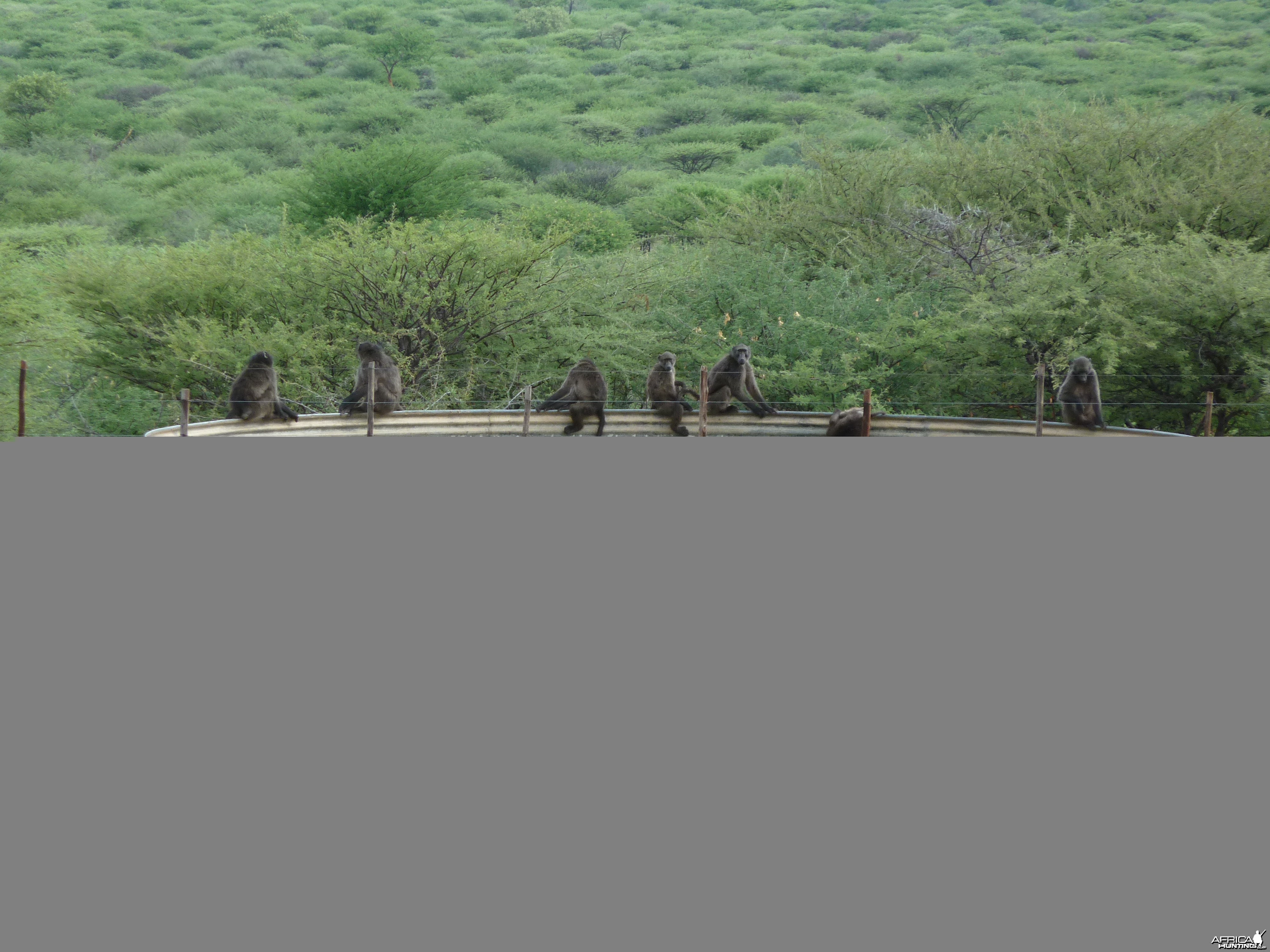 Chacma Baboon Namibia