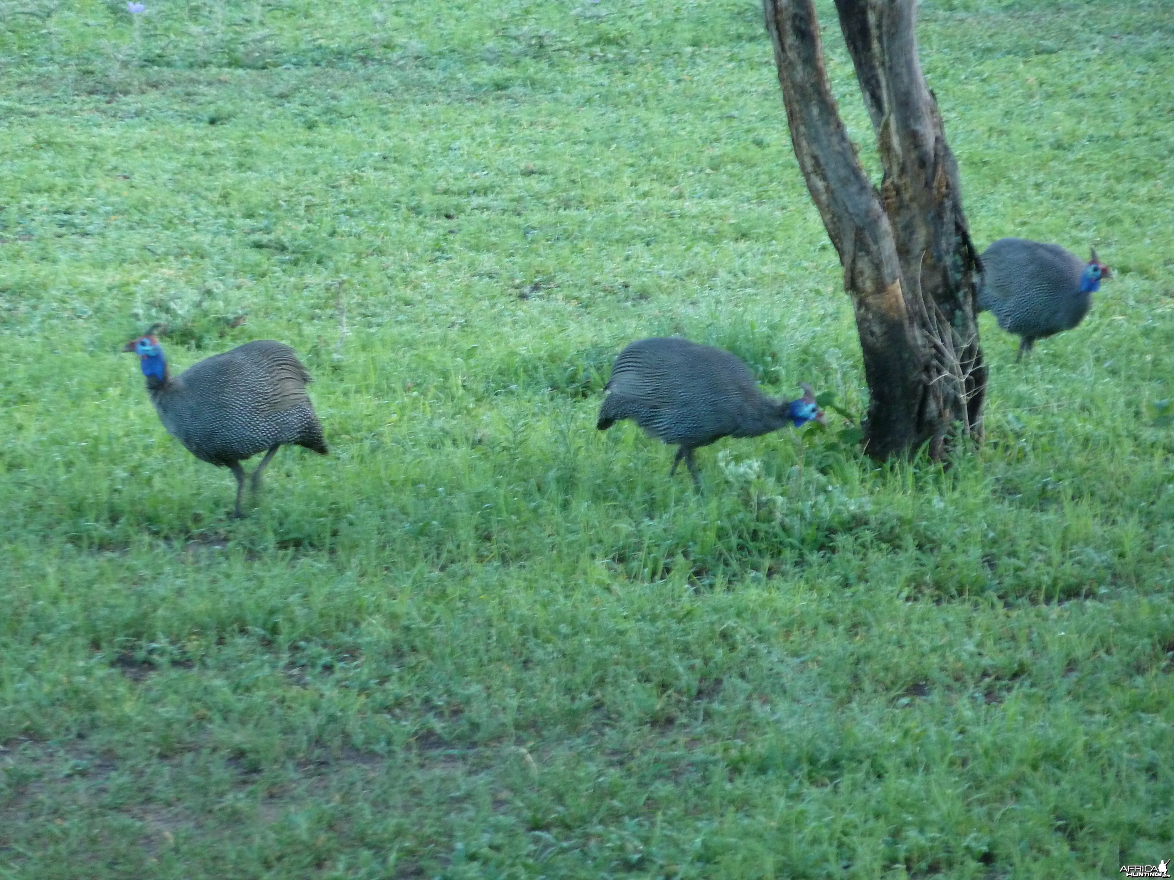 Guineafowls Namibia