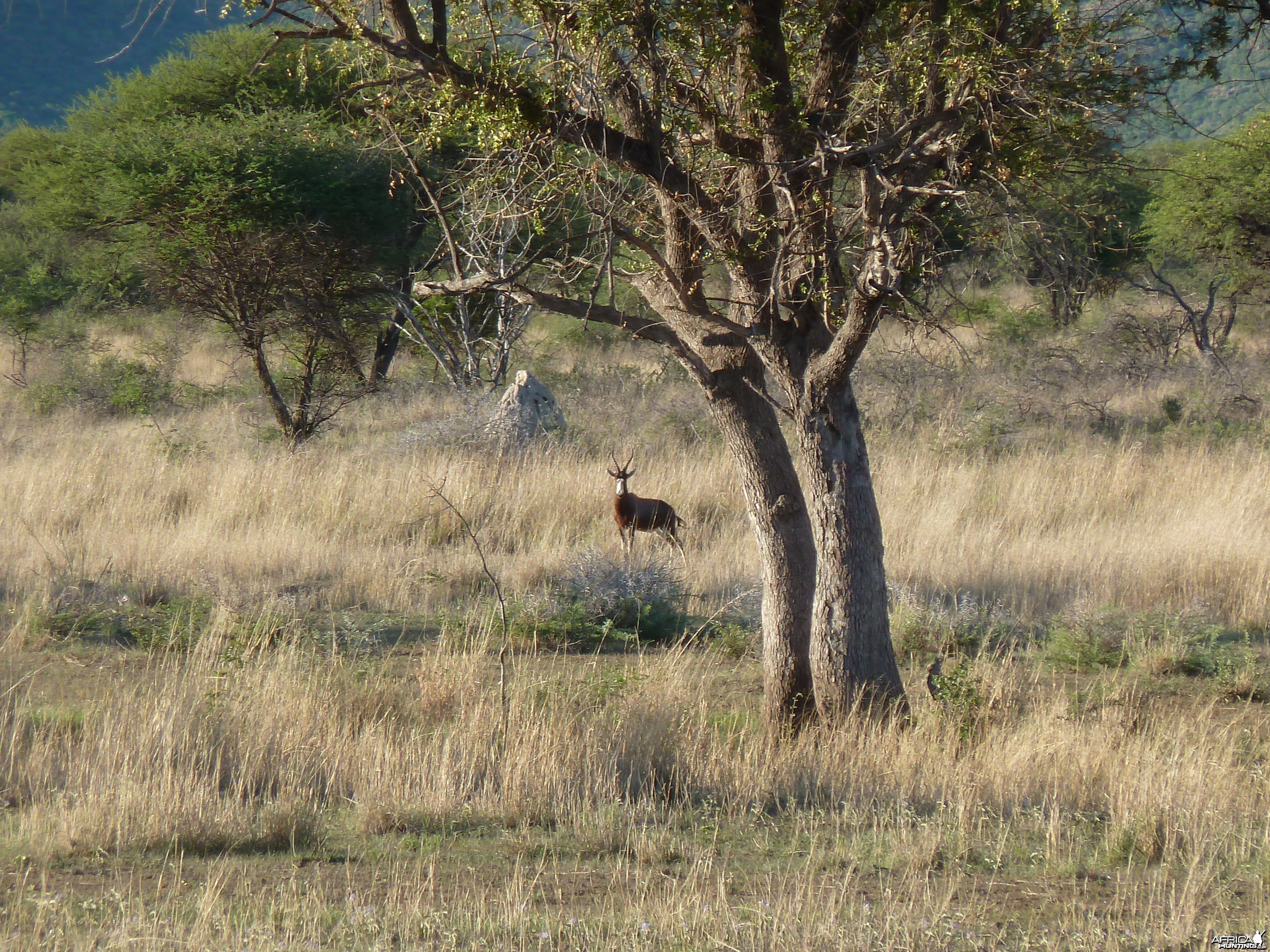 Blesbok Namibia