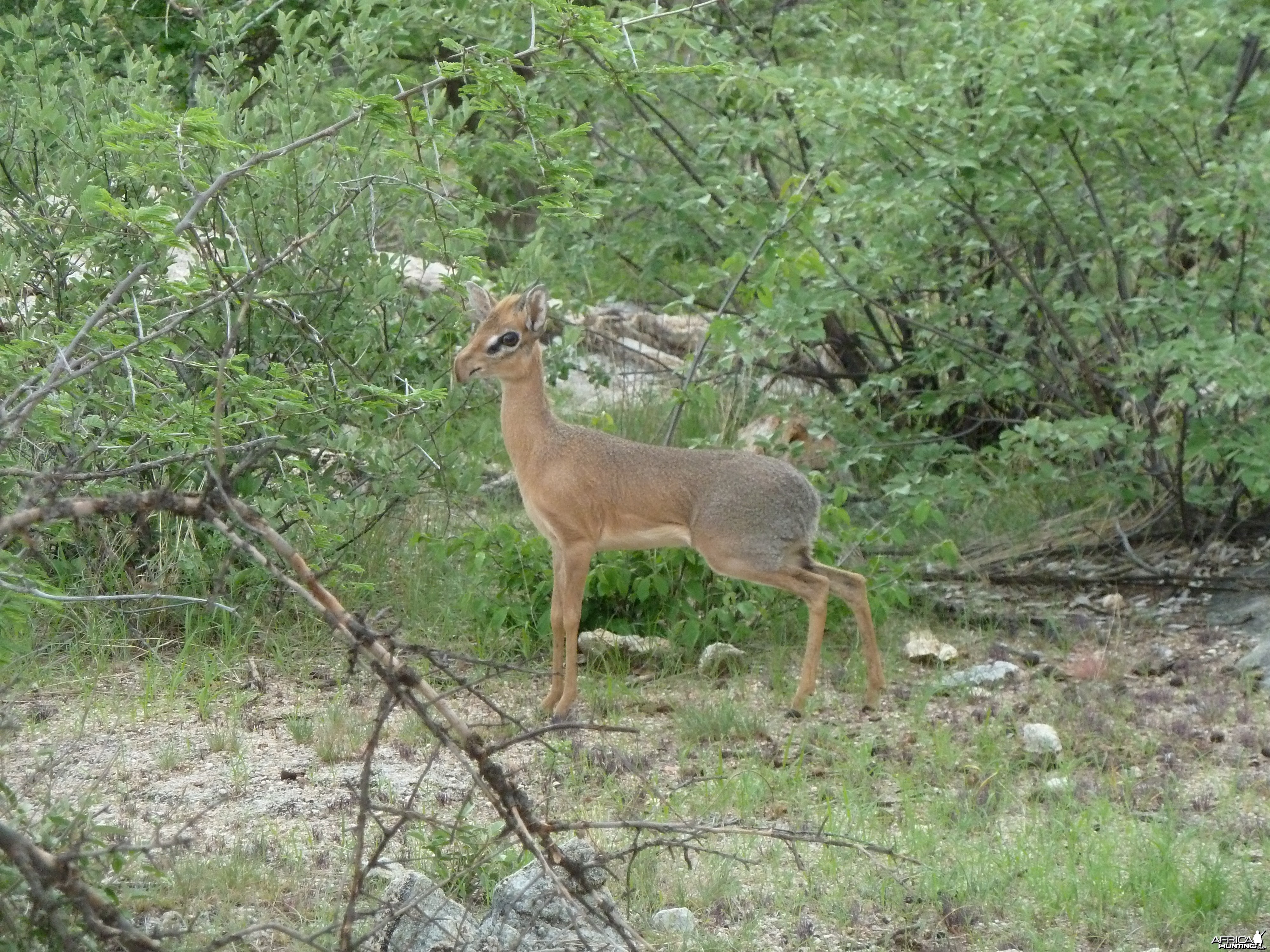 Damara Dik-Dik in Namibia