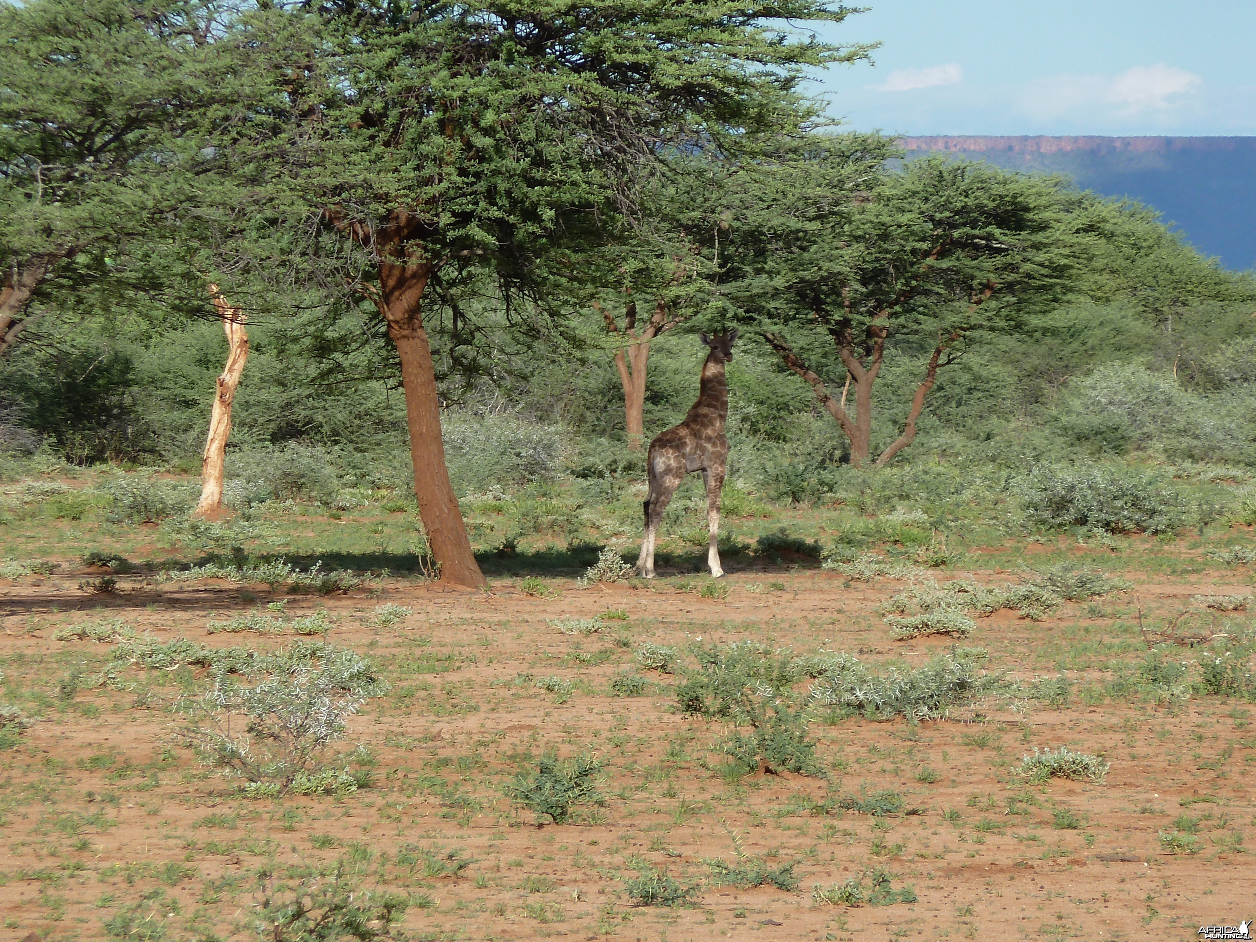 Giraffe Namibia