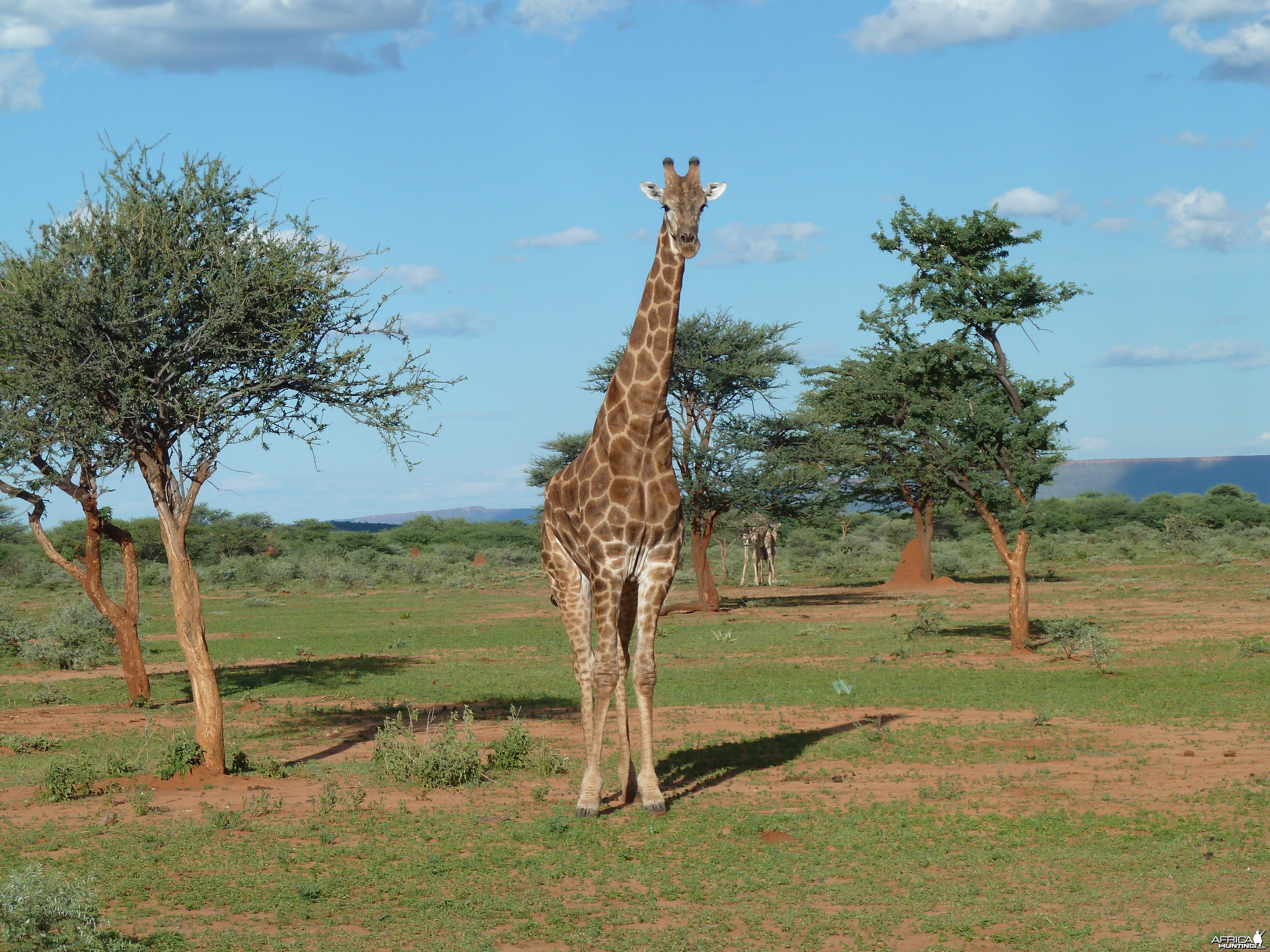 Giraffe Namibia