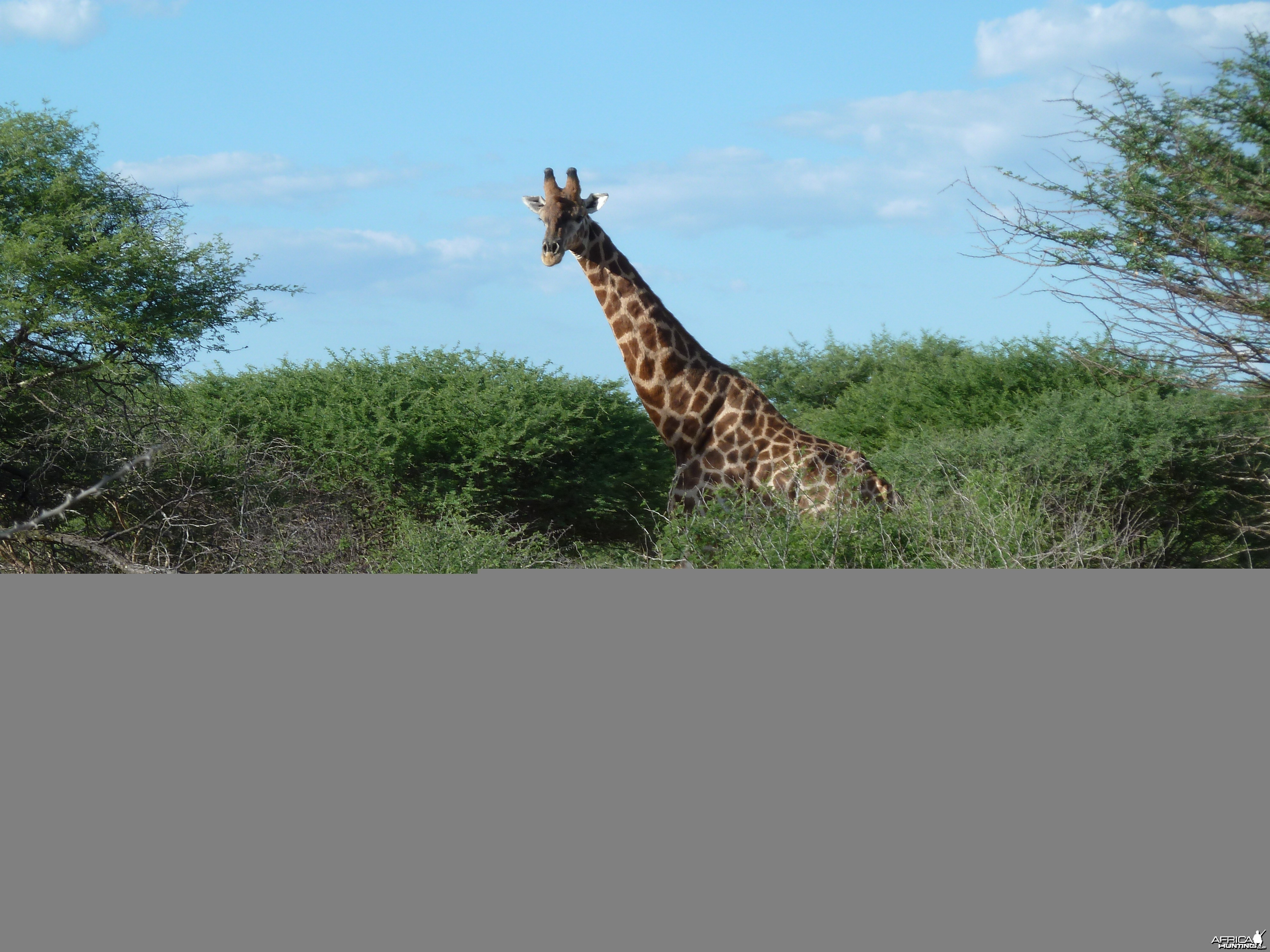 Giraffe Namibia