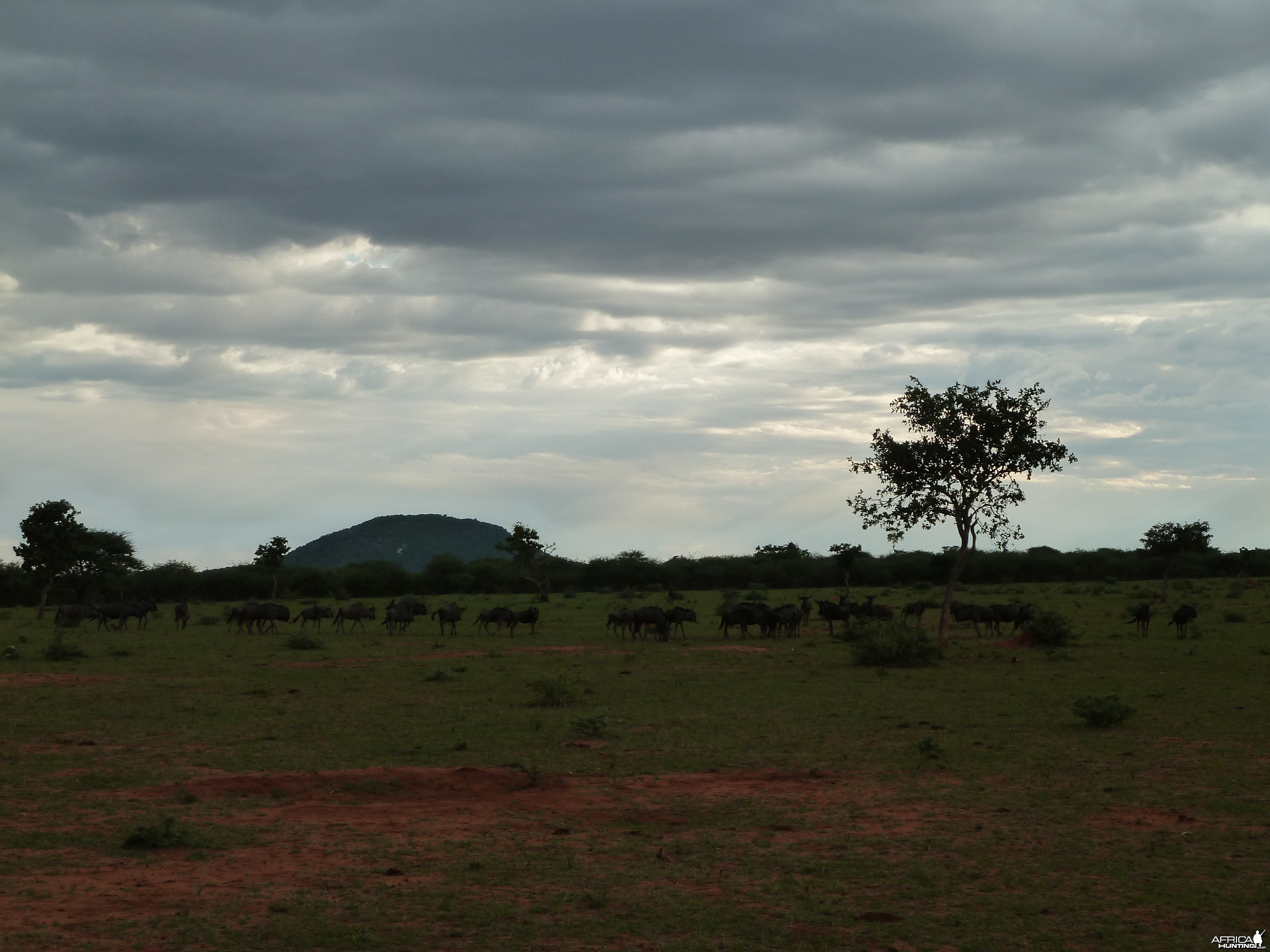 Blue Wildebeest Namibia