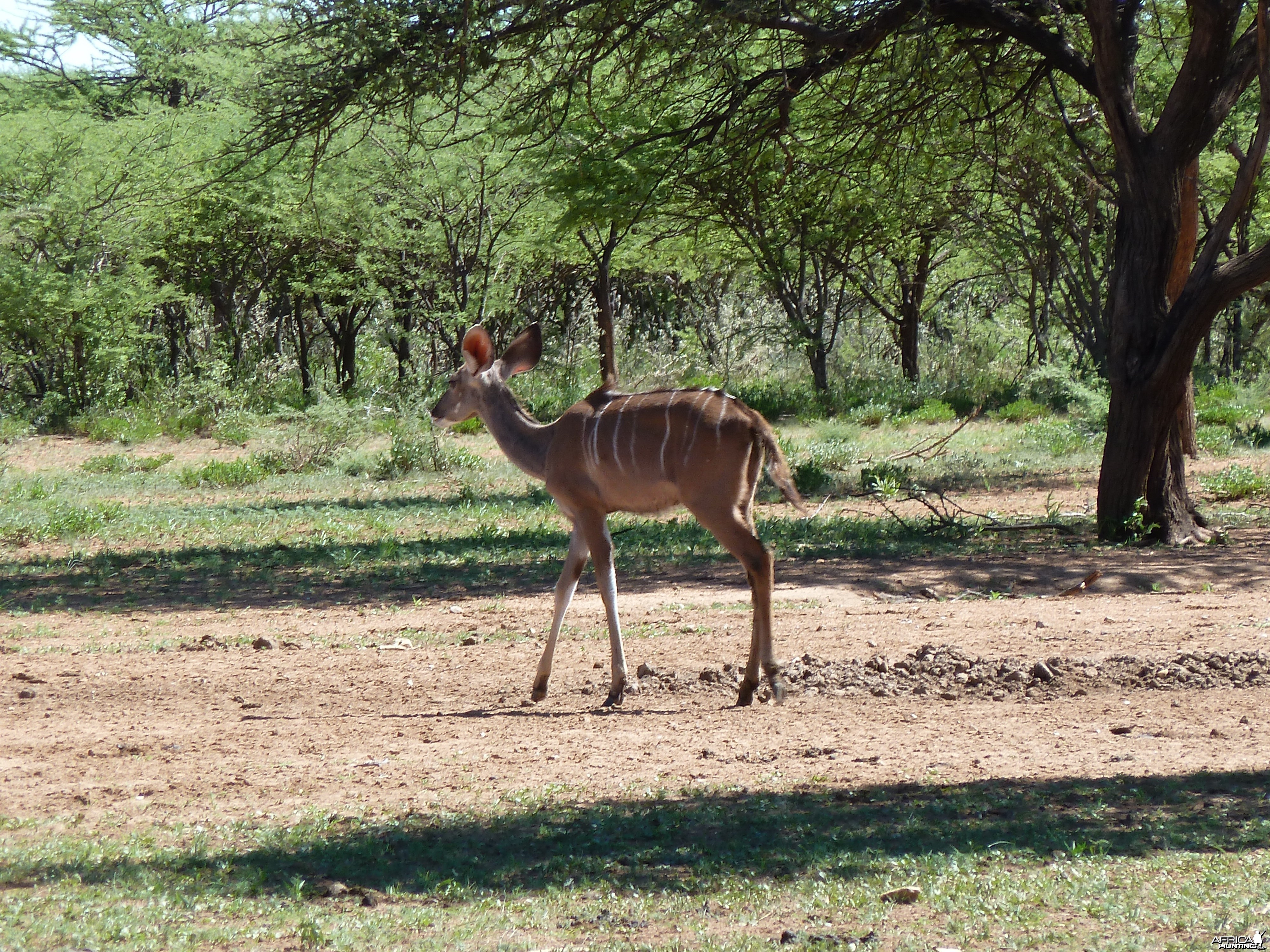 Kudu Namibia