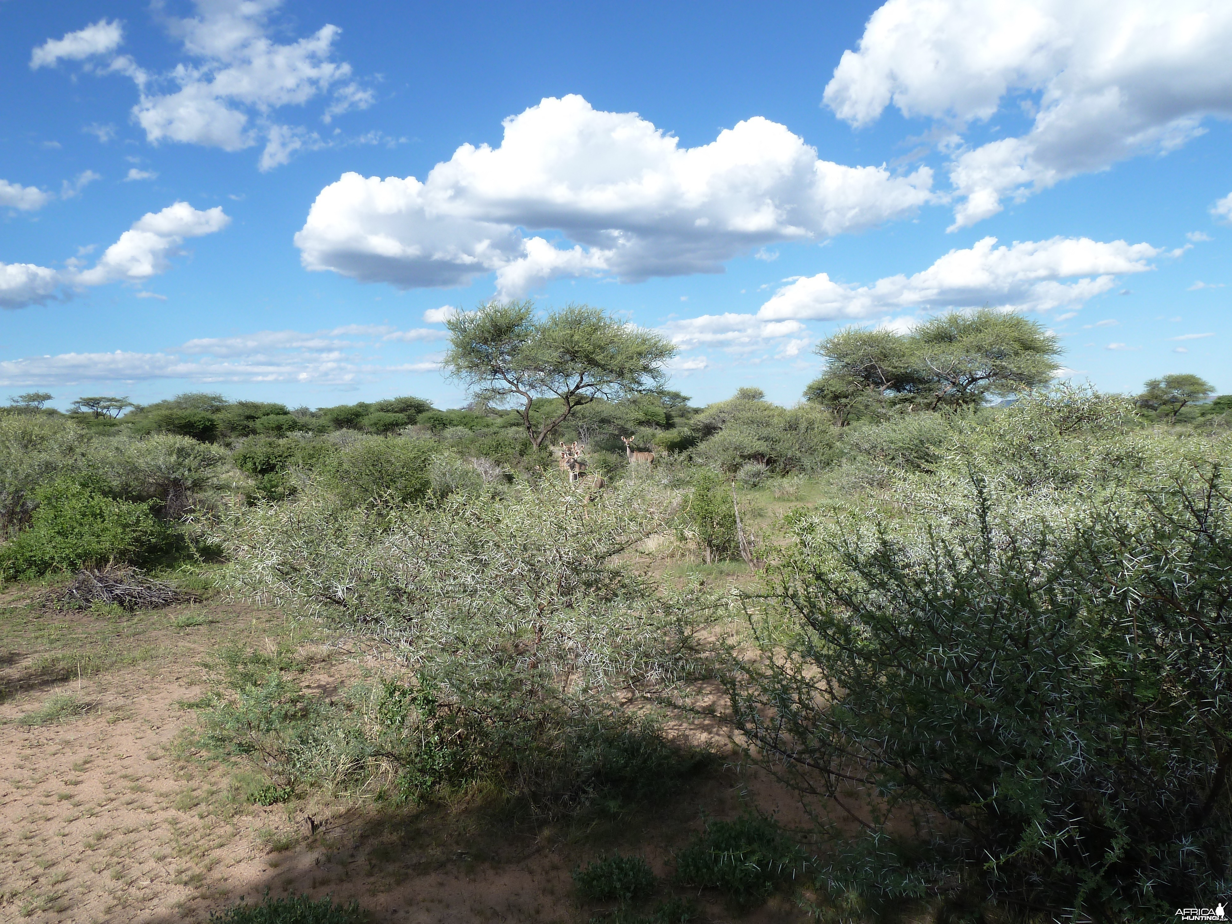 Kudu Namibia