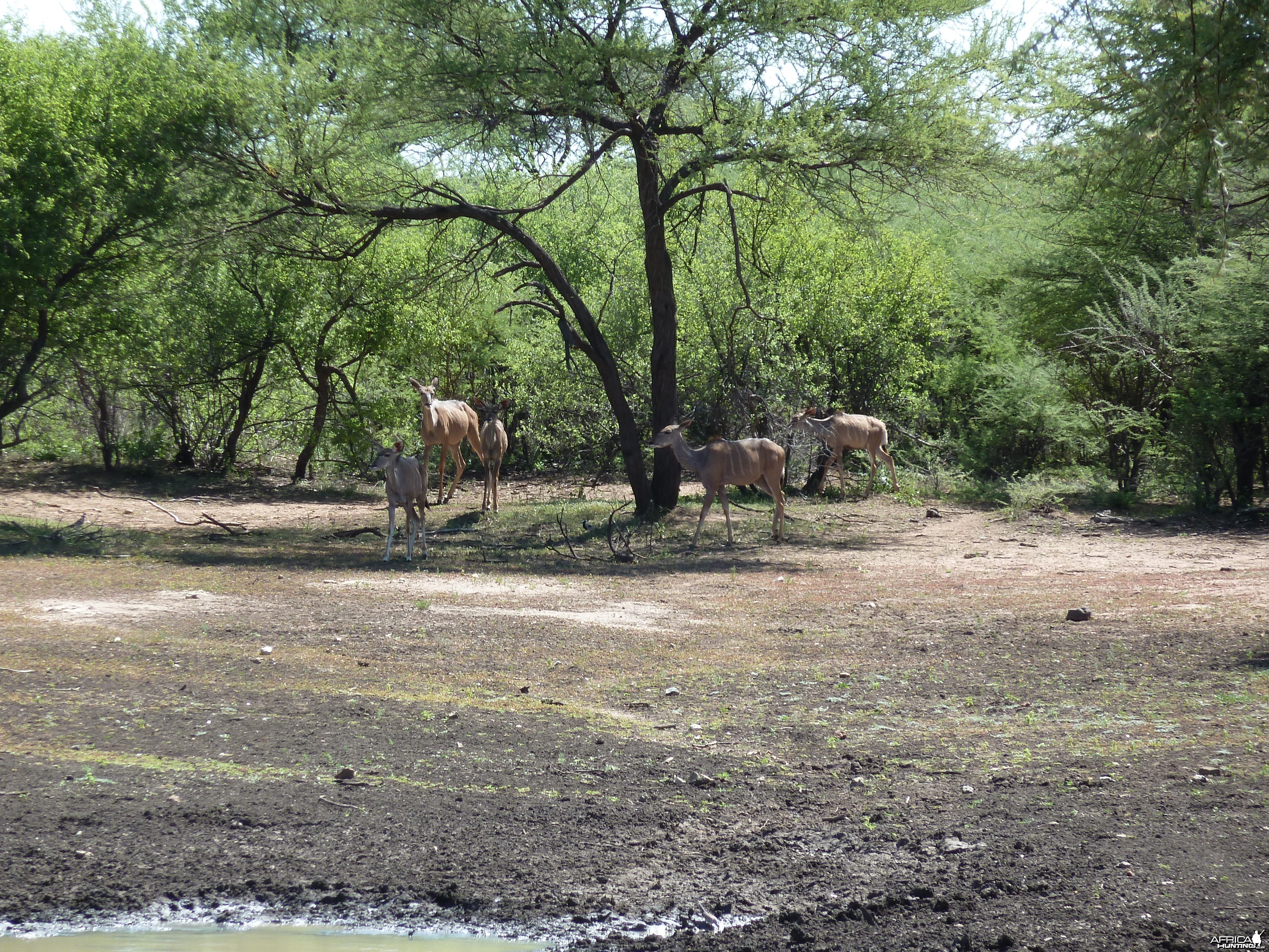 Kudu Namibia