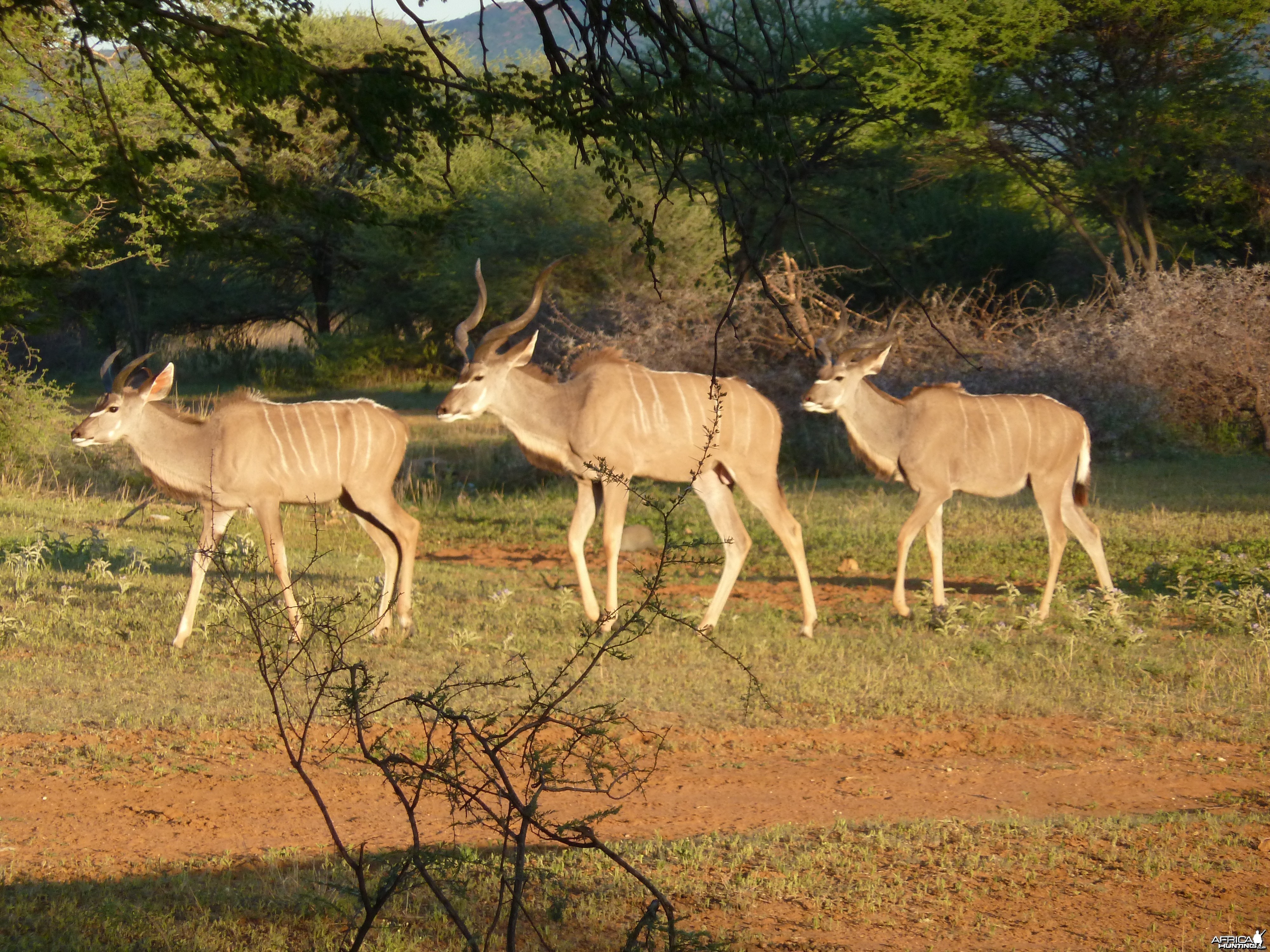 Kudu Namibia