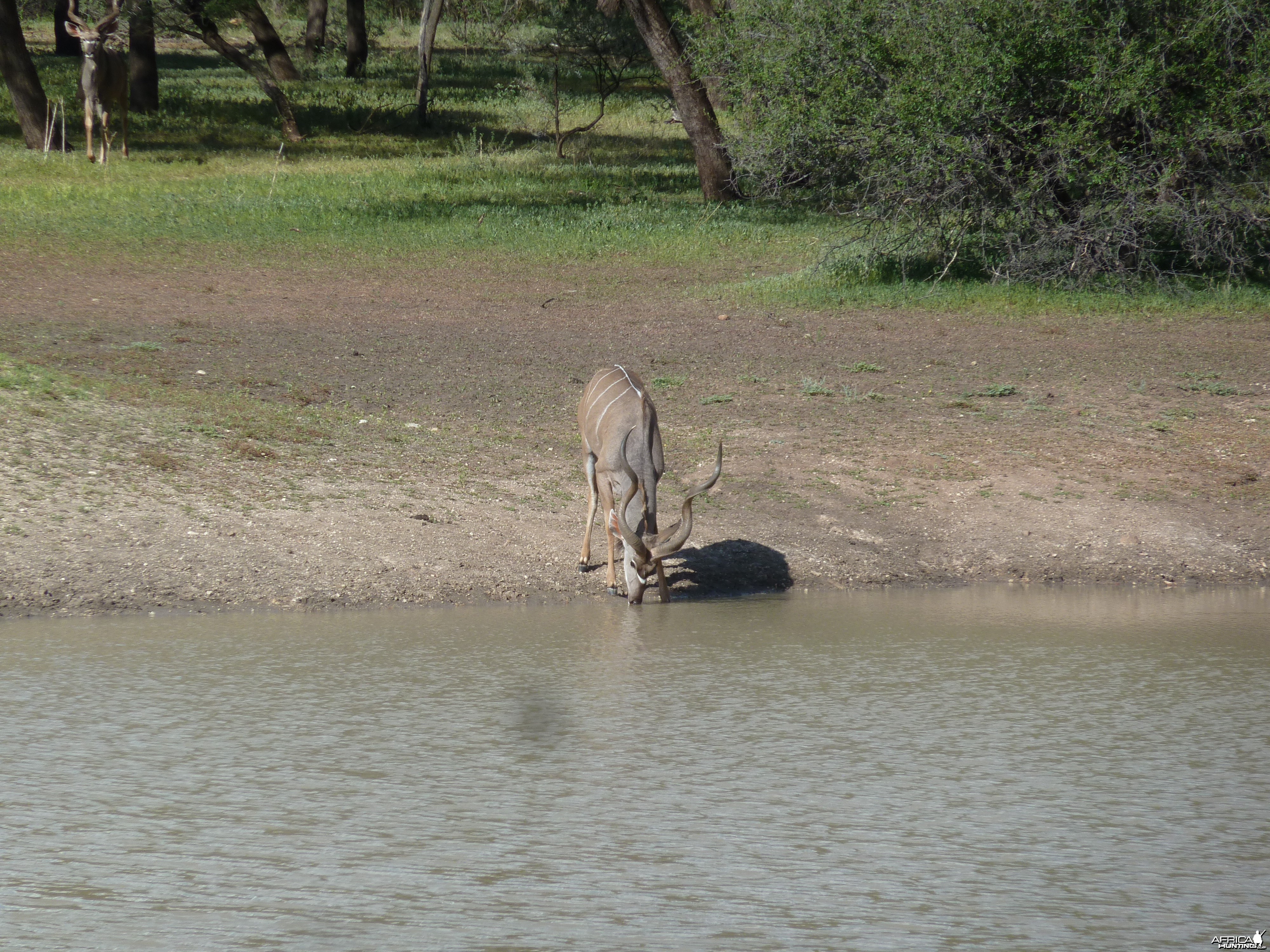 Kudu Namibia