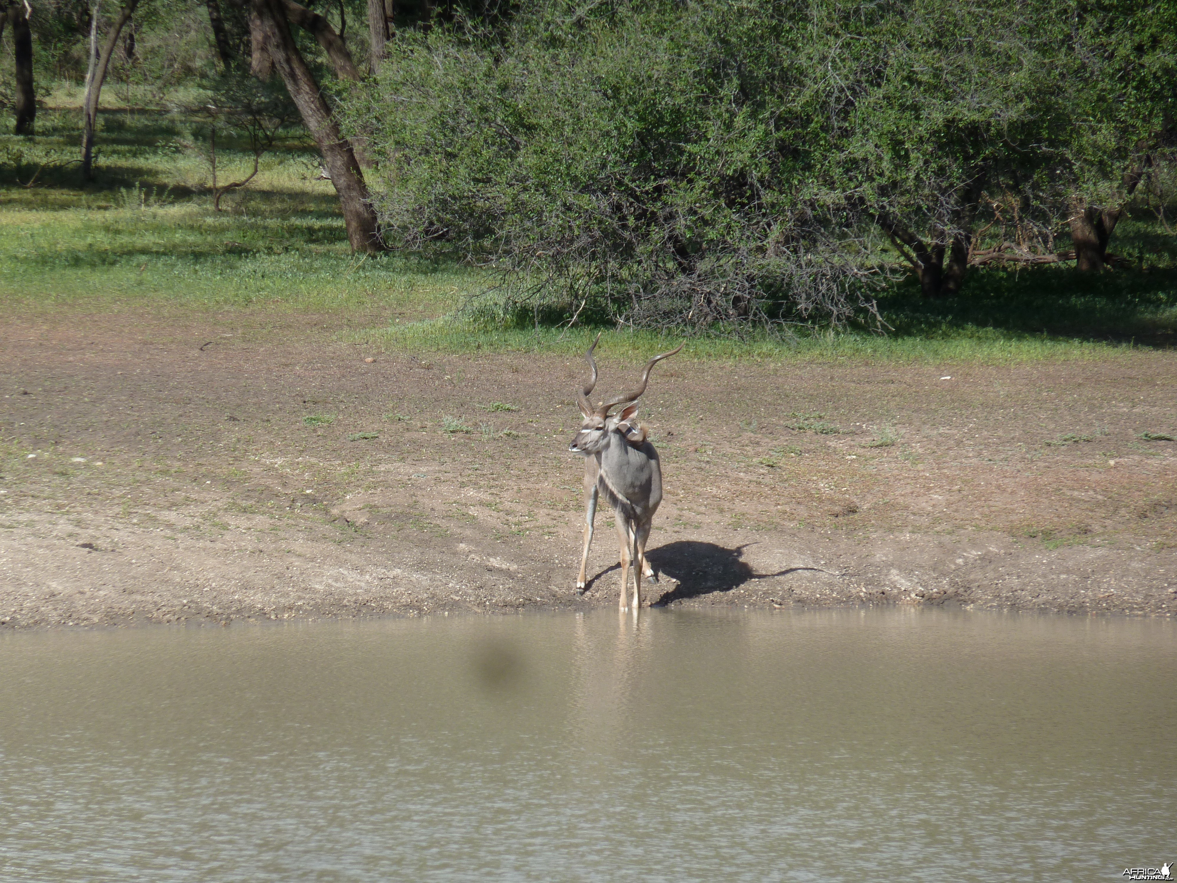 Kudu Namibia