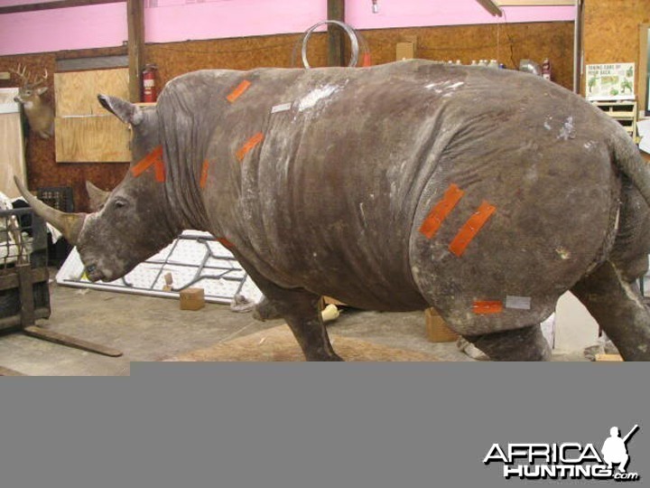 Rhino mounted by Black Creek Taxidermy