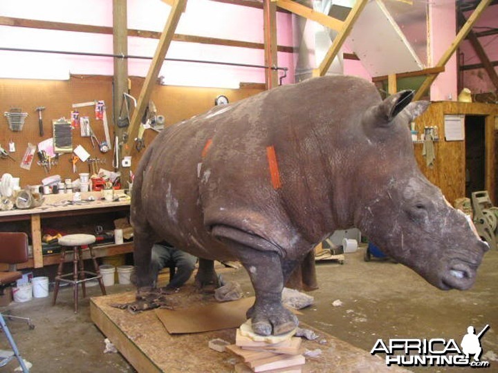 Rhino mounted by Black Creek Taxidermy